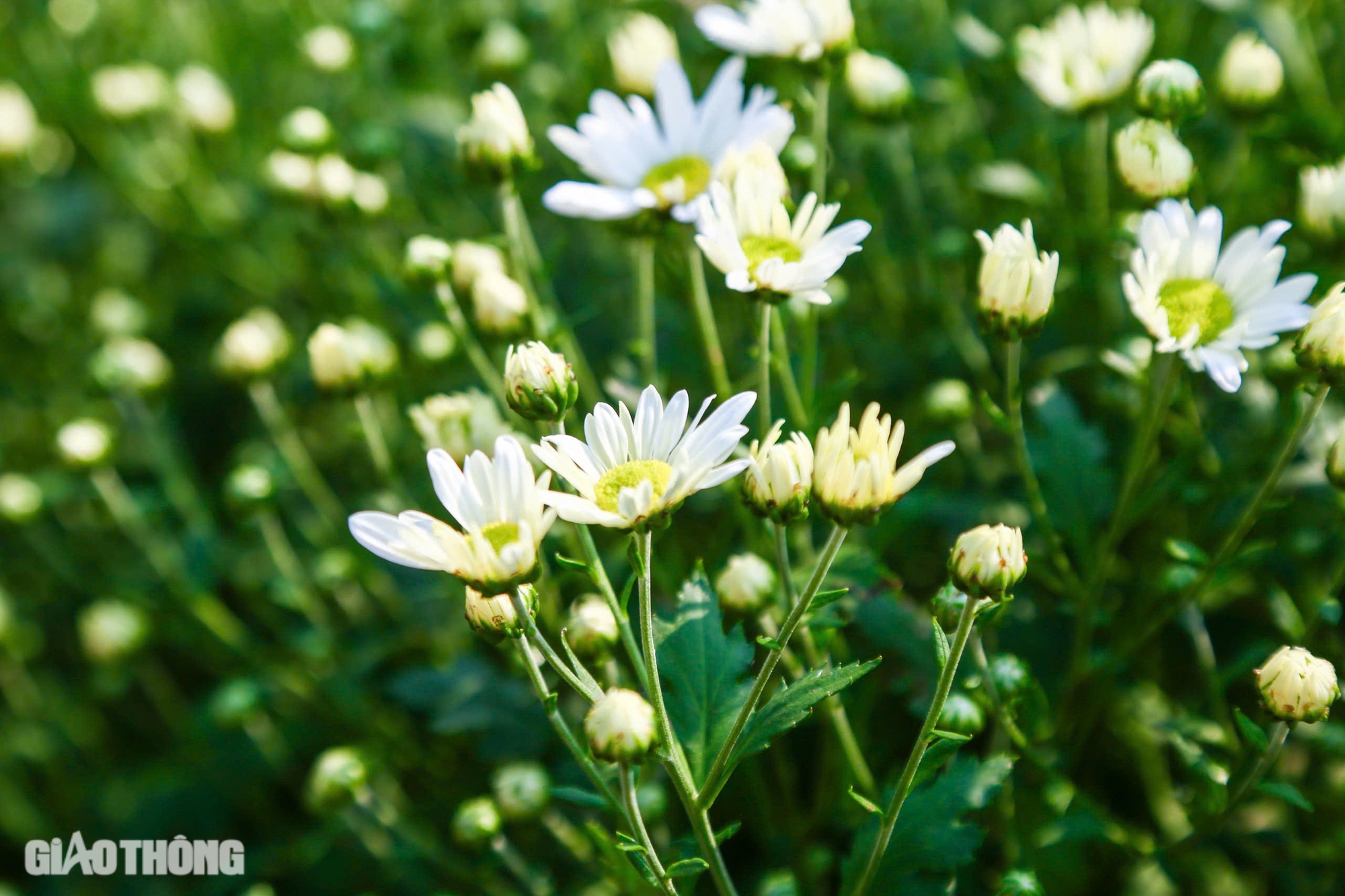 Tất bật thu hoạch c&uacute;c họa mi s&oacute;t lại sau b&atilde;o Yagi, b&aacute;n gi&aacute; đắt gấp đ&ocirc;i- Ảnh 5.