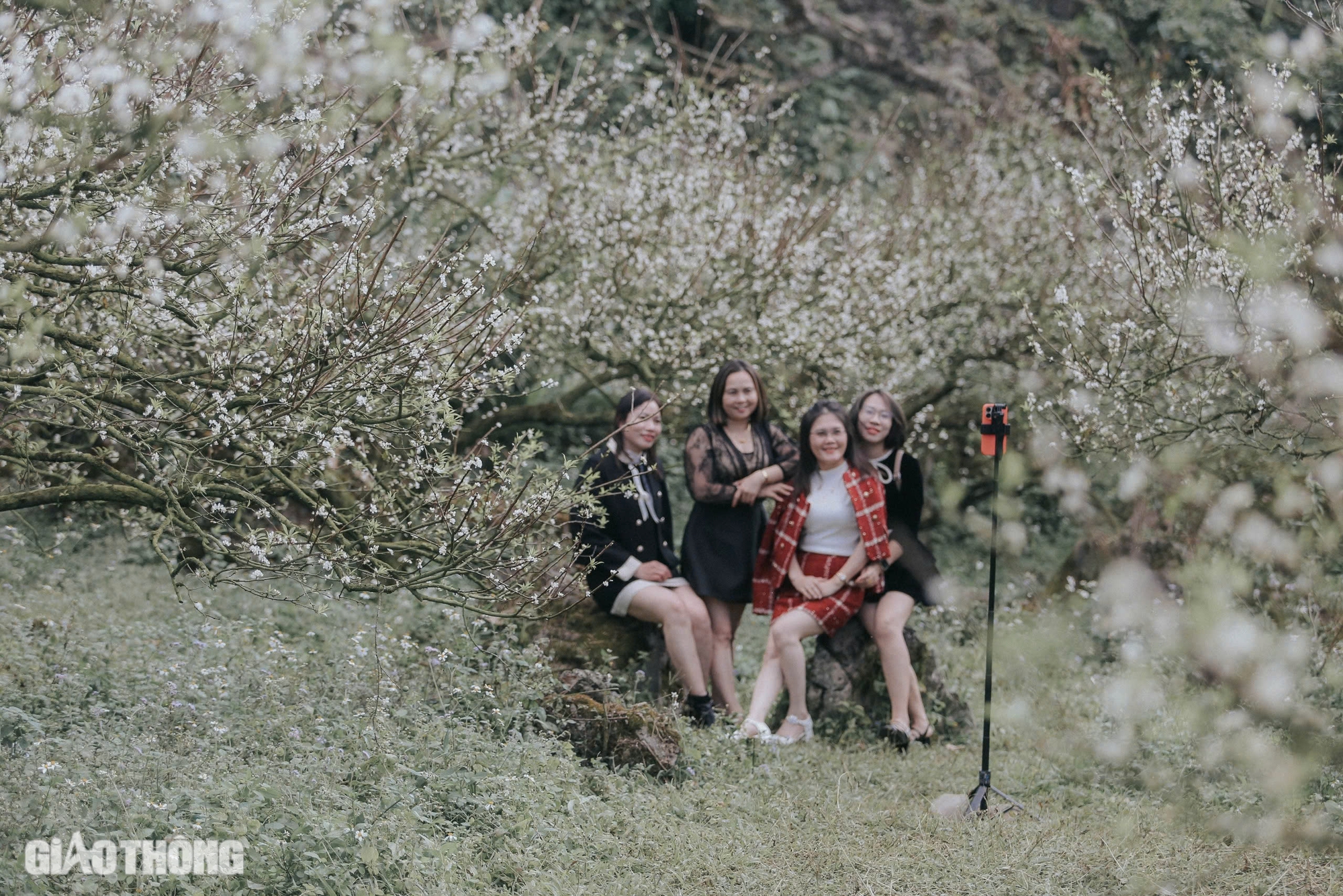 Đẹp nao lòng hoa mận nở sớm ở cao nguyên Mộc Châu- Ảnh 3. Đẹp nao lòng hoa mận nở sớm ở cao nguyên Mộc Châu- Ảnh 3.