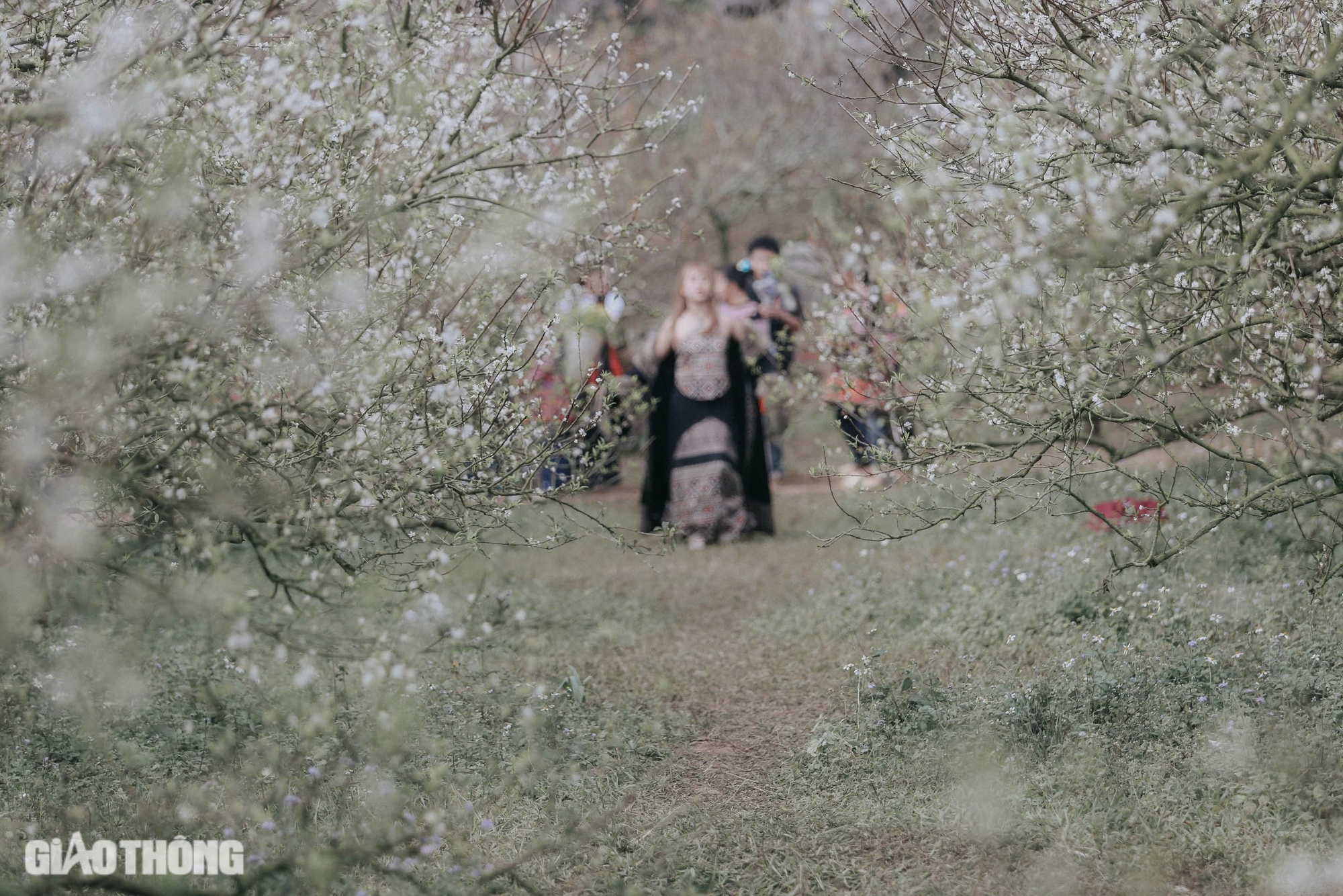 Đẹp nao lòng hoa mận nở sớm ở cao nguyên Mộc Châu- Ảnh 16. Đẹp nao lòng hoa mận nở sớm ở cao nguyên Mộc Châu- Ảnh 16.