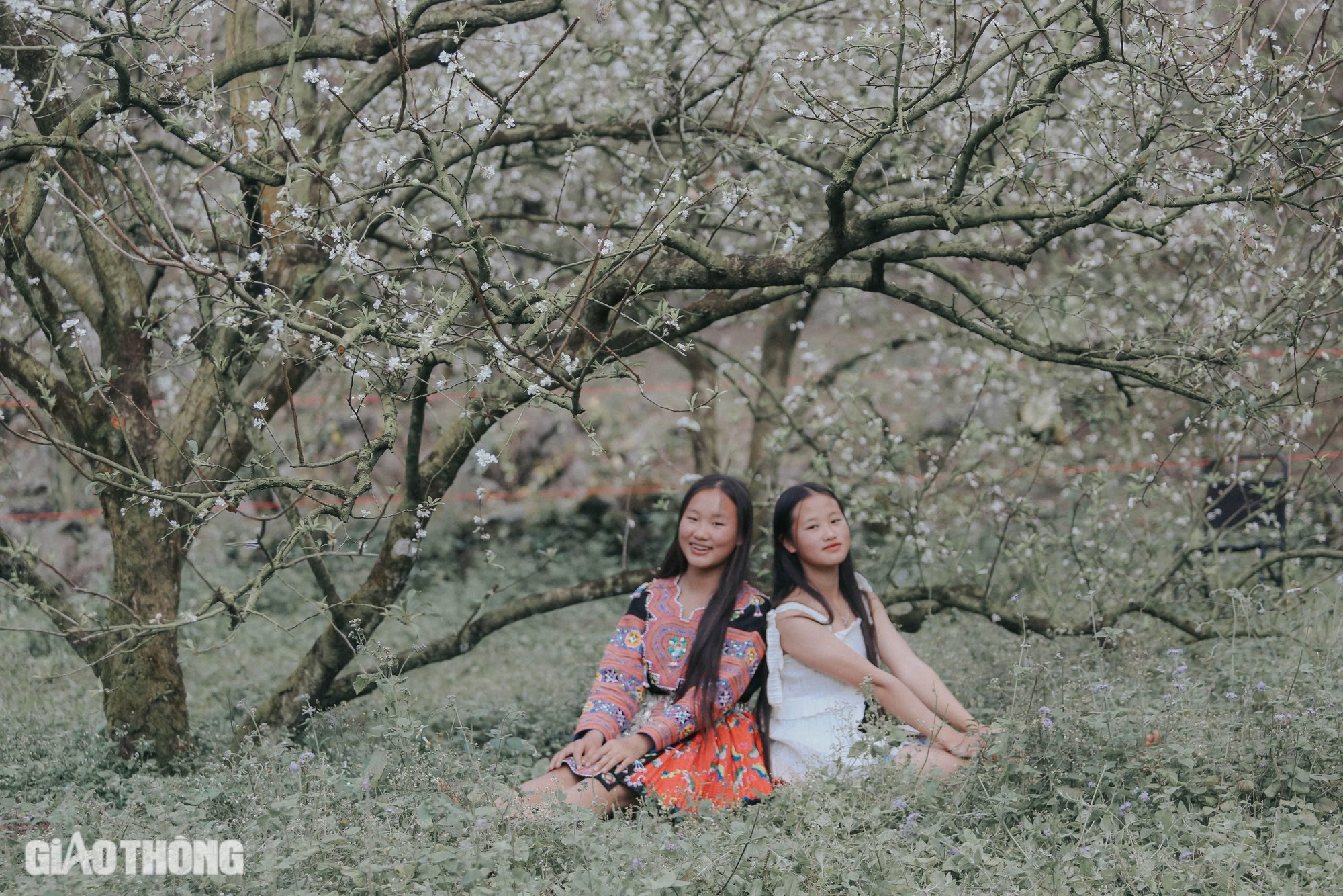 Đẹp nao lòng hoa mận nở sớm ở cao nguyên Mộc Châu- Ảnh 8. Đẹp nao lòng hoa mận nở sớm ở cao nguyên Mộc Châu- Ảnh 8.