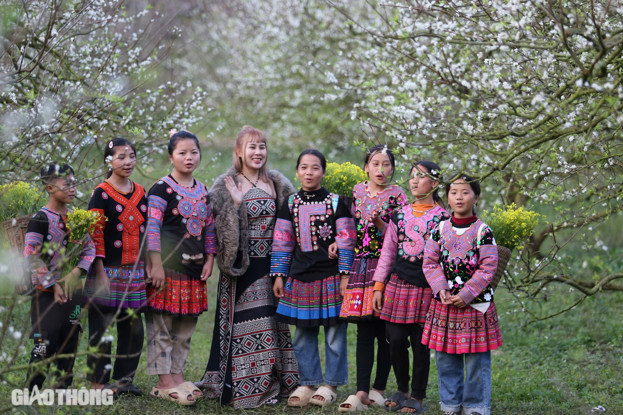 Đẹp nao lòng hoa mận nở sớm ở cao nguyên Mộc Châu- Ảnh 15. Đẹp nao lòng hoa mận nở sớm ở cao nguyên Mộc Châu- Ảnh 15.
