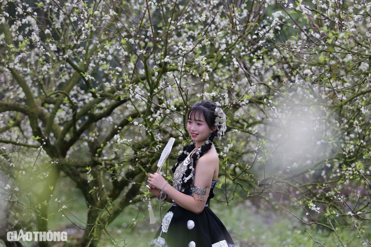 Đẹp nao lòng hoa mận nở sớm ở cao nguyên Mộc Châu- Ảnh 7. Đẹp nao lòng hoa mận nở sớm ở cao nguyên Mộc Châu- Ảnh 7.