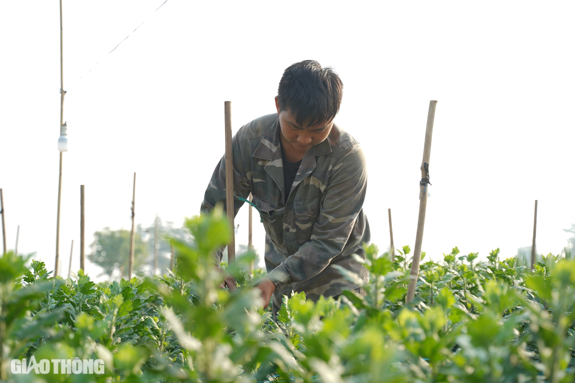 Hồi sinh th&agrave;nh c&ocirc;ng vựa hoa lớn nhất H&agrave; Nội, d&acirc;n M&ecirc; Linh hối hả chuẩn bị vụ Tết- Ảnh 6.
