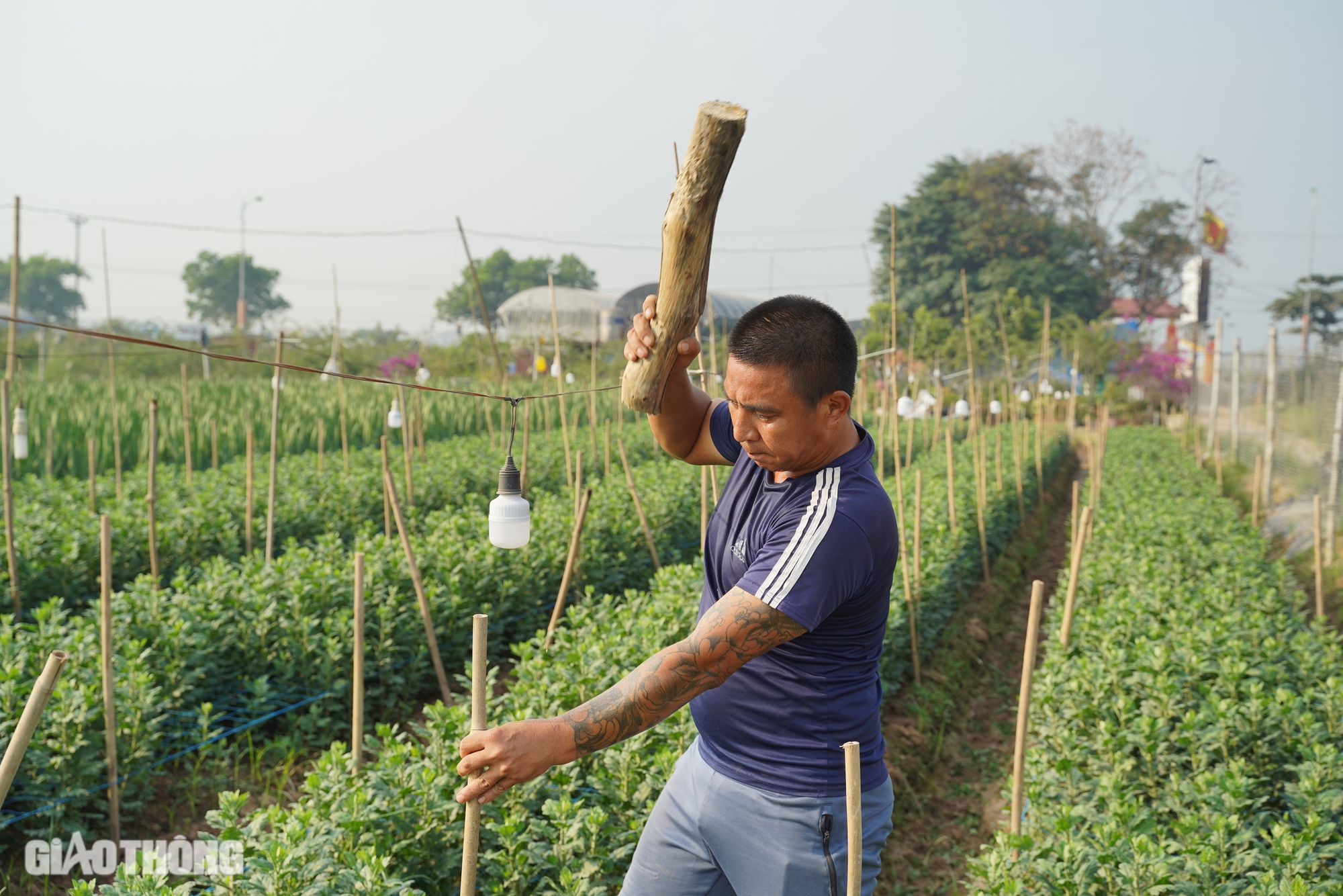 Hồi sinh th&agrave;nh c&ocirc;ng vựa hoa lớn nhất H&agrave; Nội, d&acirc;n M&ecirc; Linh hối hả chuẩn bị vụ Tết- Ảnh 3.