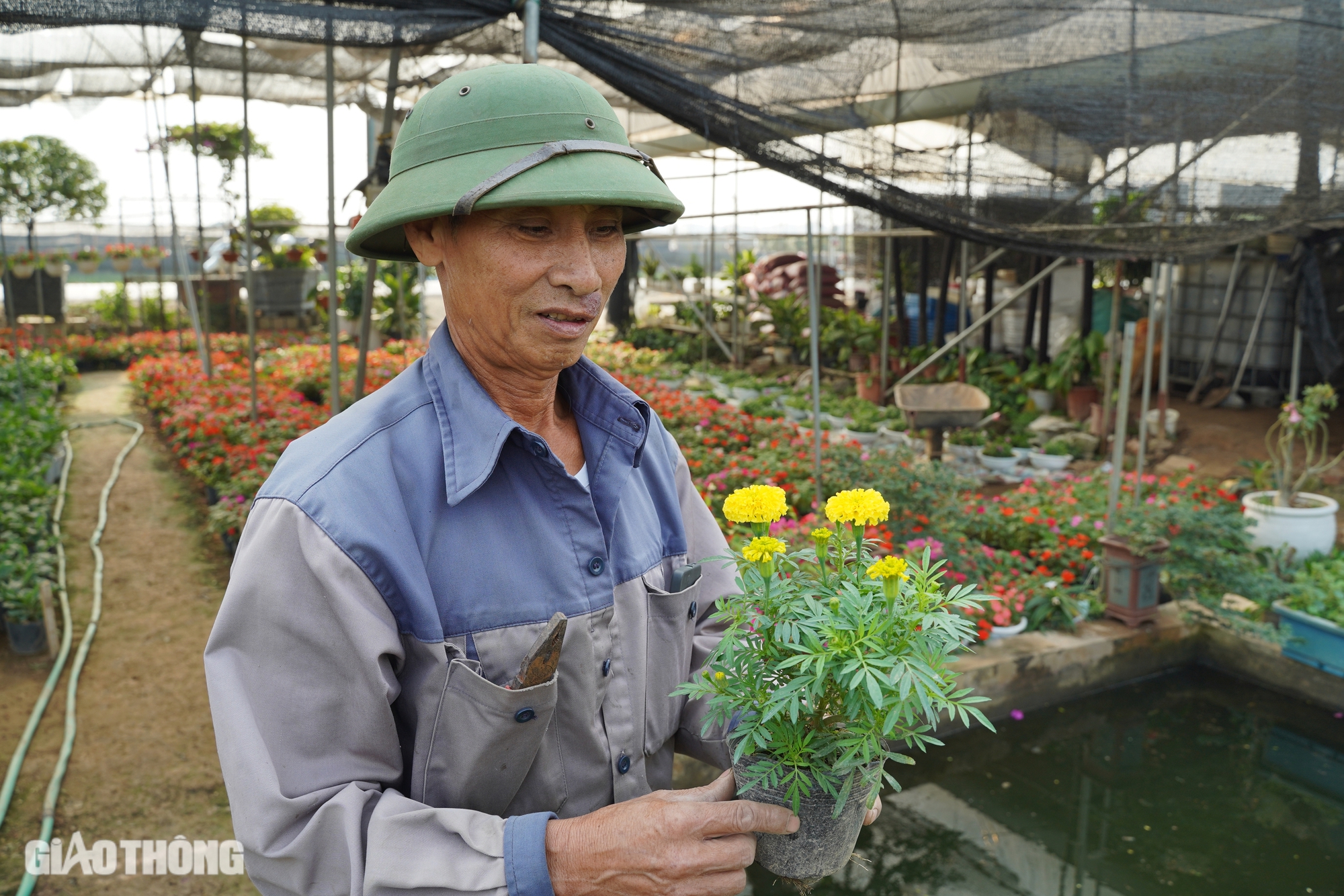 Hồi sinh th&agrave;nh c&ocirc;ng vựa hoa lớn nhất H&agrave; Nội, d&acirc;n M&ecirc; Linh hối hả chuẩn bị vụ Tết- Ảnh 10.
