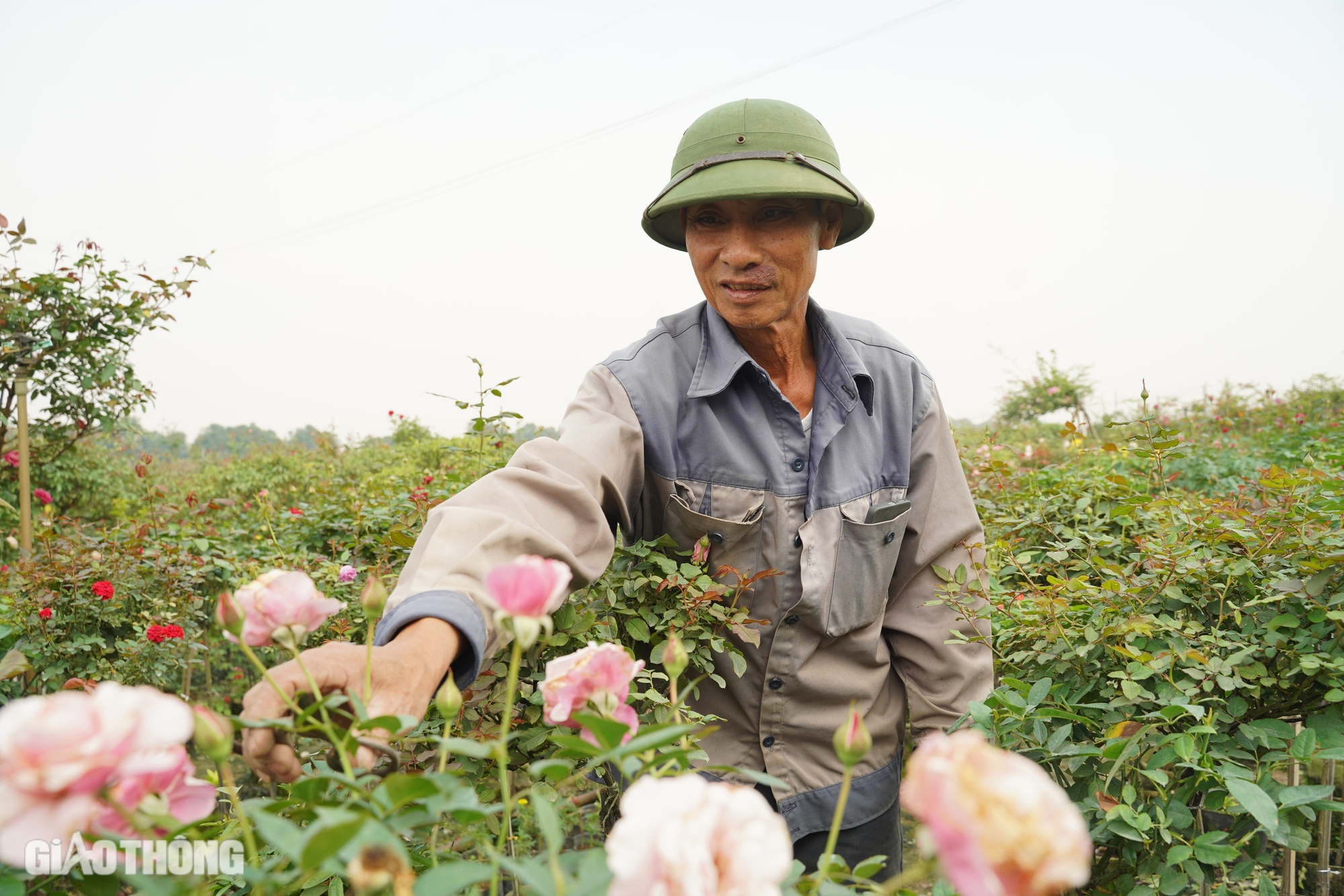 Hồi sinh th&agrave;nh c&ocirc;ng vựa hoa lớn nhất H&agrave; Nội, d&acirc;n M&ecirc; Linh hối hả chuẩn bị vụ Tết- Ảnh 12.