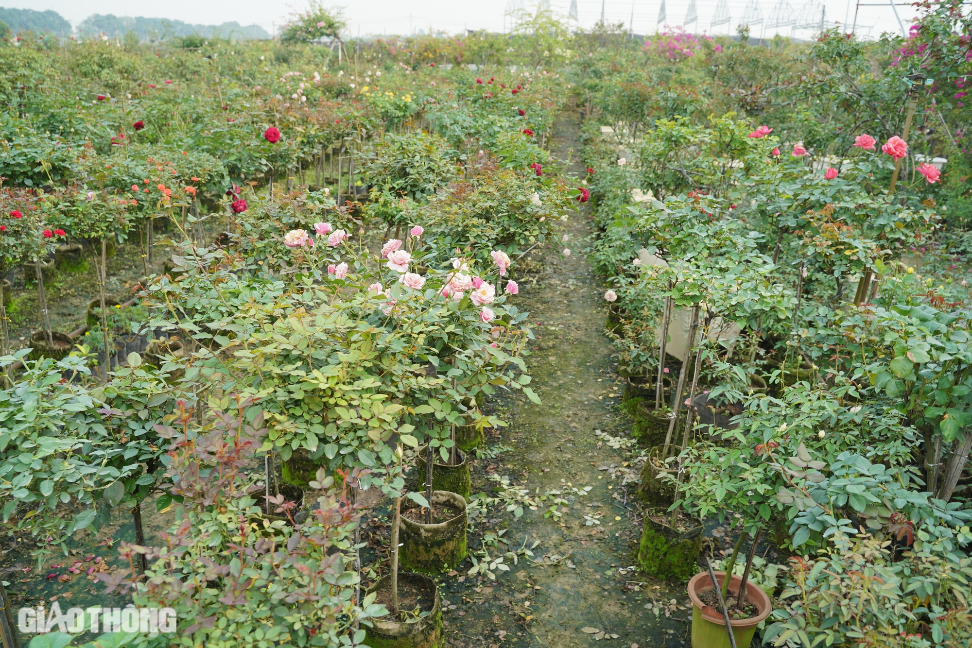 Hồi sinh th&agrave;nh c&ocirc;ng vựa hoa lớn nhất H&agrave; Nội, d&acirc;n M&ecirc; Linh hối hả chuẩn bị vụ Tết- Ảnh 11.
