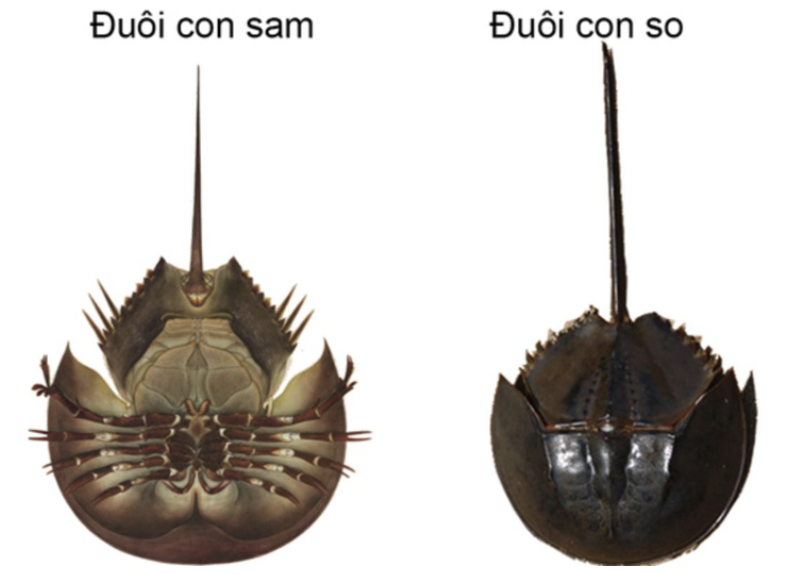 Hai người đ&agrave;n &ocirc;ng nhập viện sau bữa ăn hải sản- Ảnh 1.