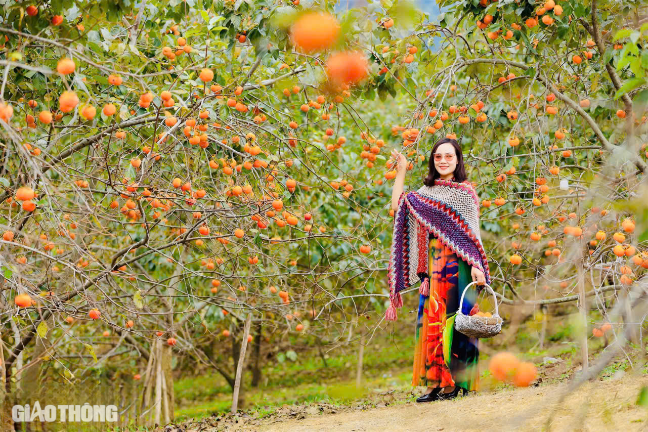 M&ecirc; mẩn vườn hồng ch&iacute;n mọng ở Mộc Ch&acirc;u, du kh&aacute;ch đổ x&ocirc; săn ảnh đẹp- Ảnh 3.