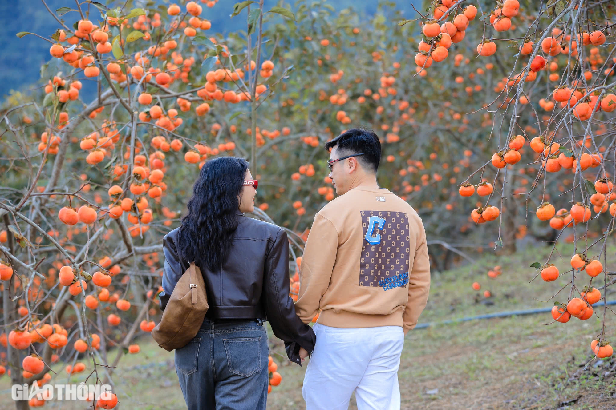 M&ecirc; mẩn vườn hồng ch&iacute;n mọng ở Mộc Ch&acirc;u, du kh&aacute;ch đổ x&ocirc; săn ảnh đẹp- Ảnh 8.