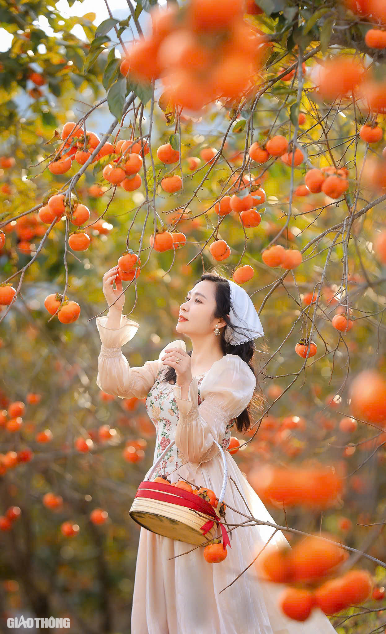 M&ecirc; mẩn vườn hồng ch&iacute;n mọng ở Mộc Ch&acirc;u, du kh&aacute;ch đổ x&ocirc; săn ảnh đẹp- Ảnh 9.