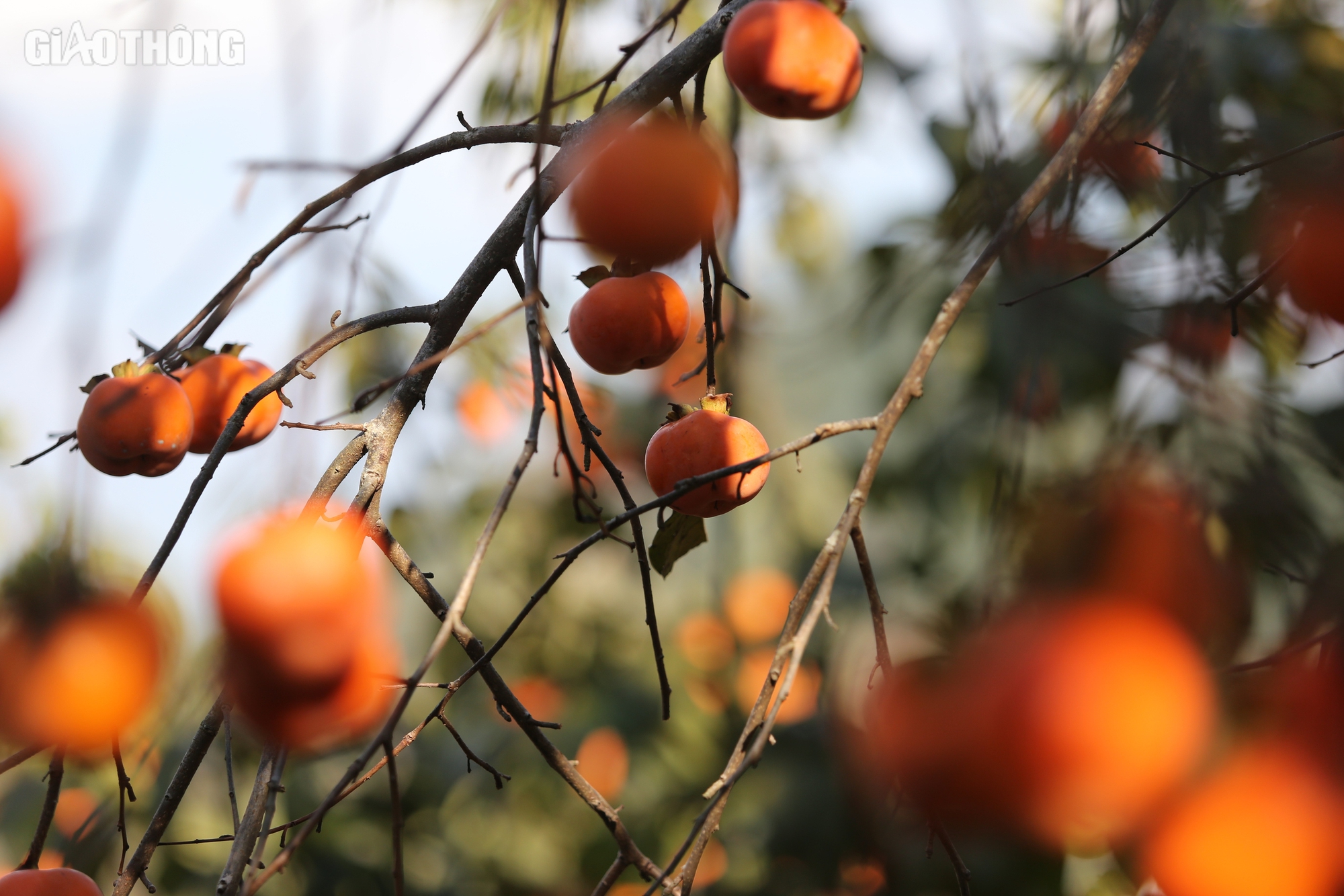 M&ecirc; mẩn vườn hồng ch&iacute;n mọng ở Mộc Ch&acirc;u, du kh&aacute;ch đổ x&ocirc; săn ảnh đẹp- Ảnh 5.