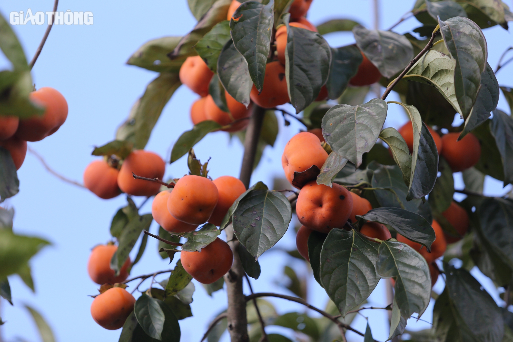 M&ecirc; mẩn vườn hồng ch&iacute;n mọng ở Mộc Ch&acirc;u, du kh&aacute;ch đổ x&ocirc; săn ảnh đẹp- Ảnh 6.