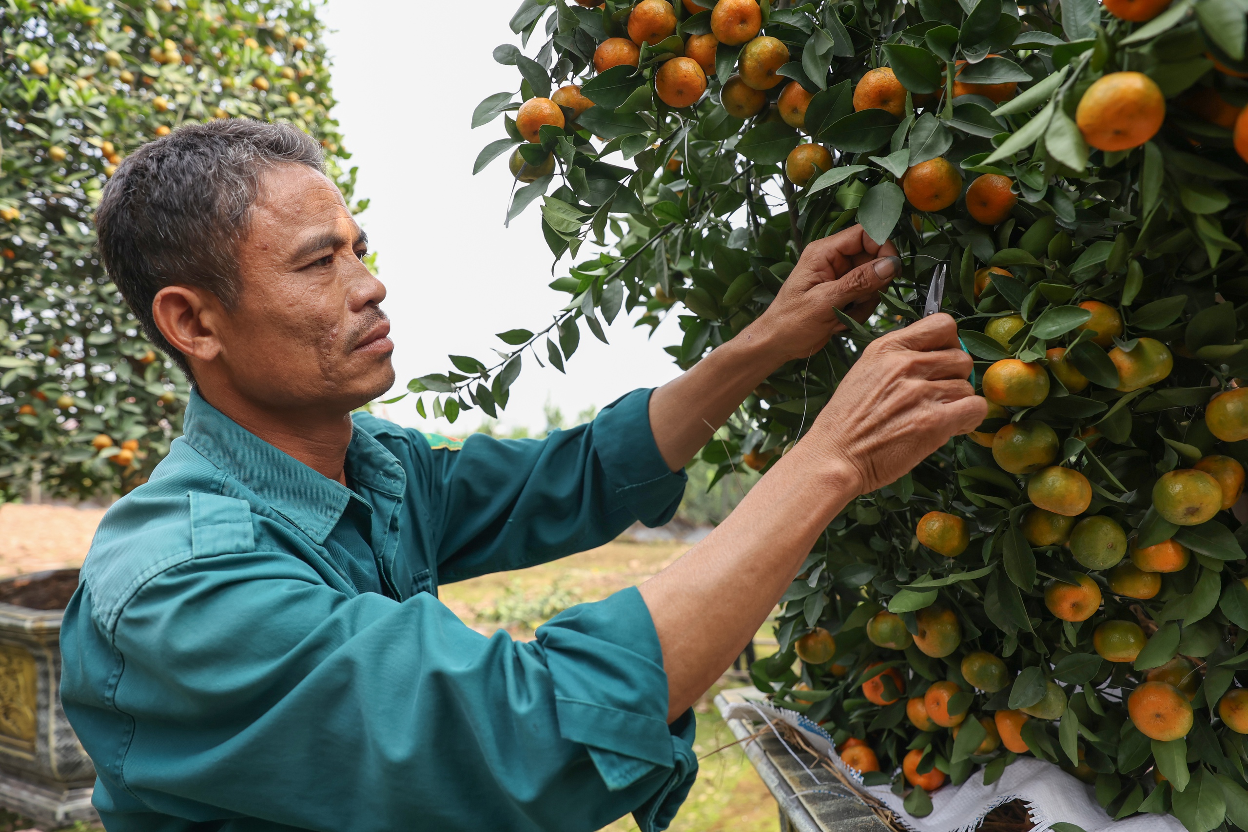 Qu&yacute;t cảnh lục b&igrave;nh gi&aacute; h&agrave;ng chục triệu đồng h&uacute;t kh&aacute;ch dịp Tết- Ảnh 2.