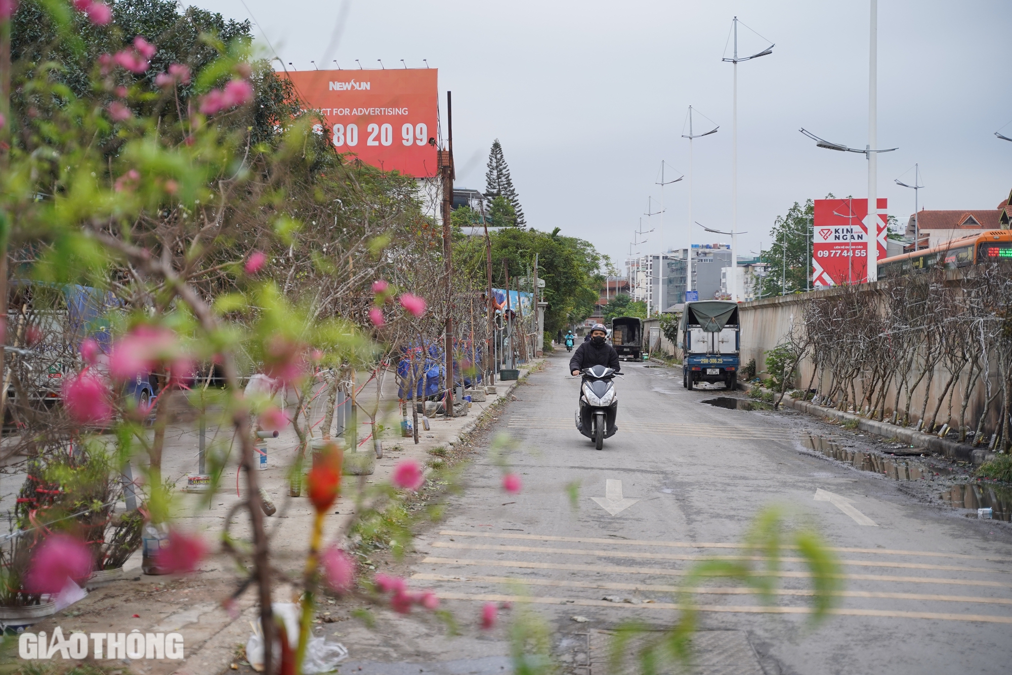 Người d&acirc;n Thủ đ&ocirc; chi tiền triệu mua đ&agrave;o nở sớm- Ảnh 1.