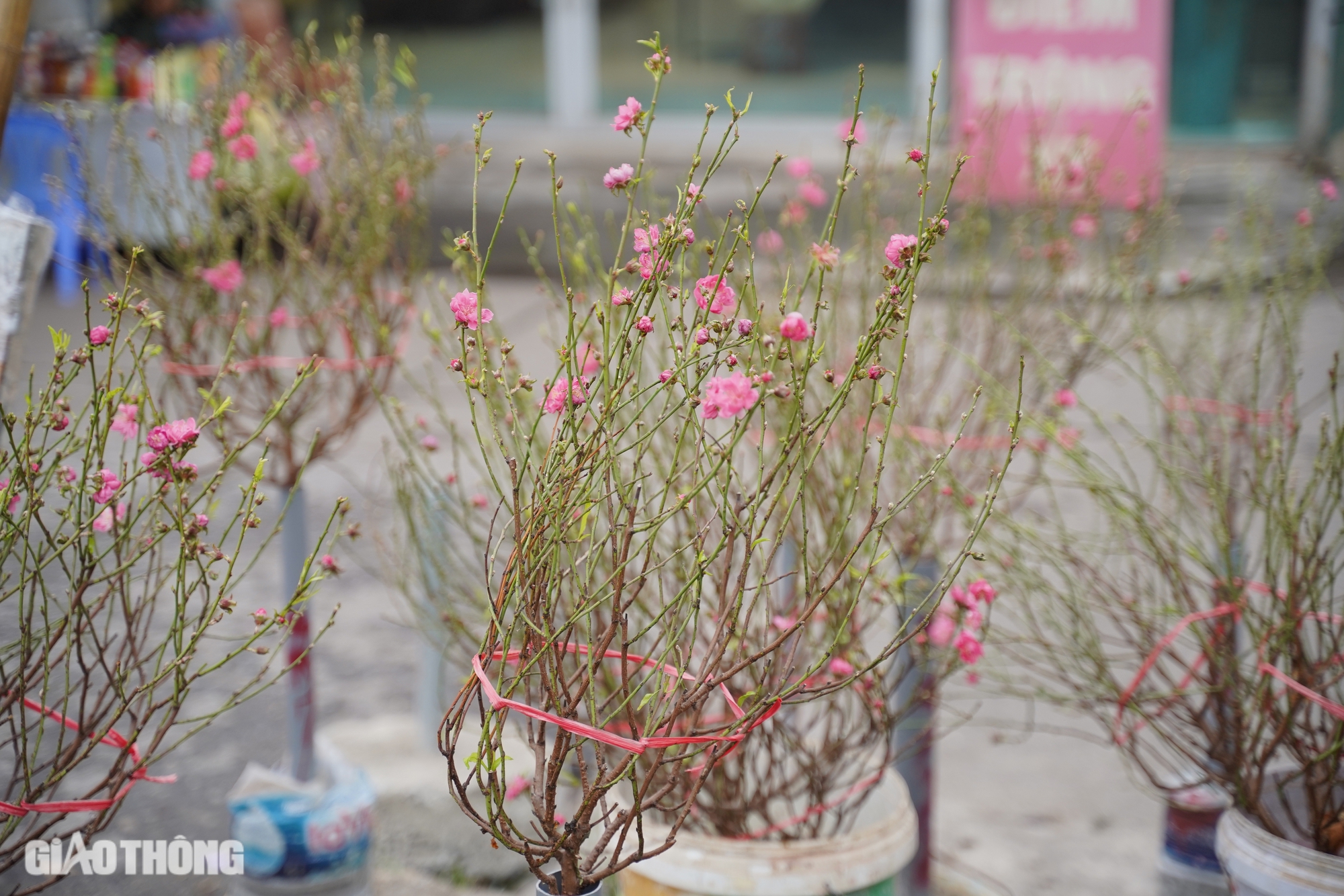 Người d&acirc;n Thủ đ&ocirc; chi tiền triệu mua đ&agrave;o nở sớm- Ảnh 5.