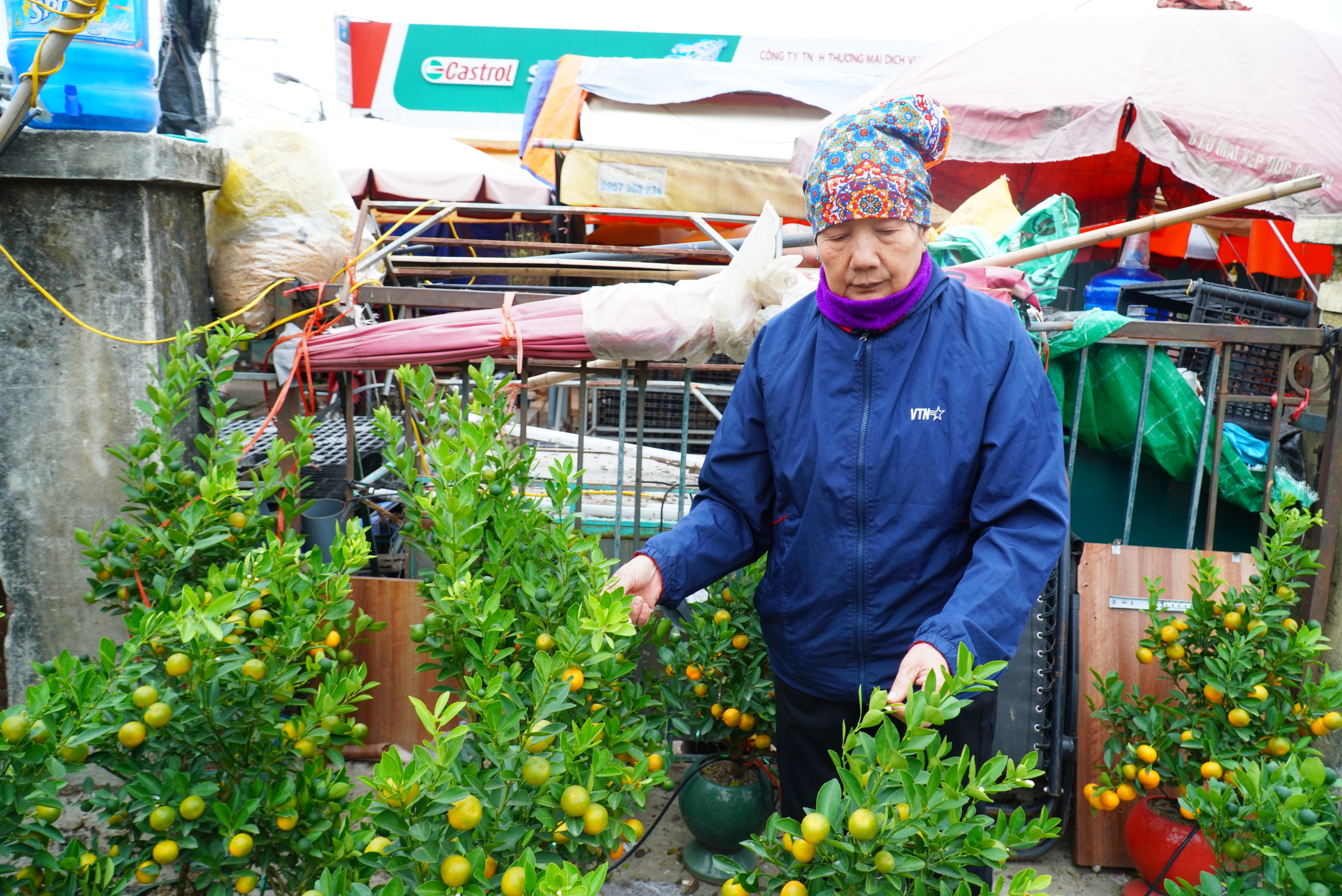 Đ&agrave;o khoe sắc, quất ph&ocirc; d&aacute;ng h&uacute;t kh&aacute;ch mua về chơi Tết sớm- Ảnh 10.
