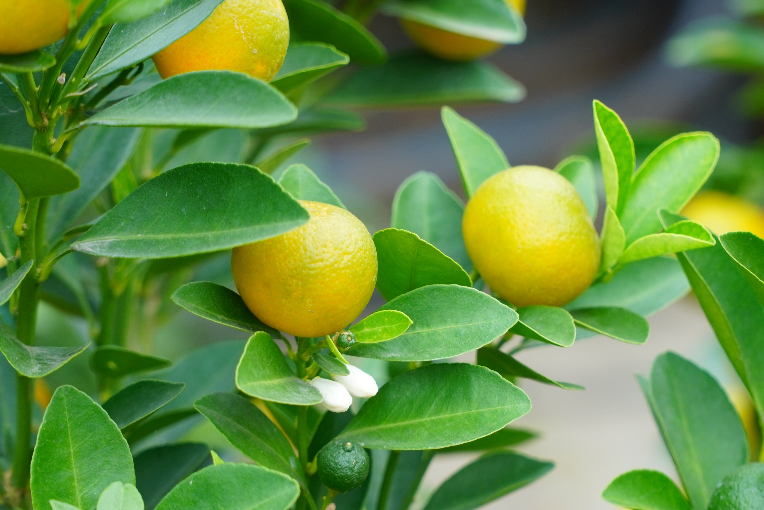 Đ&agrave;o khoe sắc, quất ph&ocirc; d&aacute;ng h&uacute;t kh&aacute;ch mua về chơi Tết sớm- Ảnh 13.