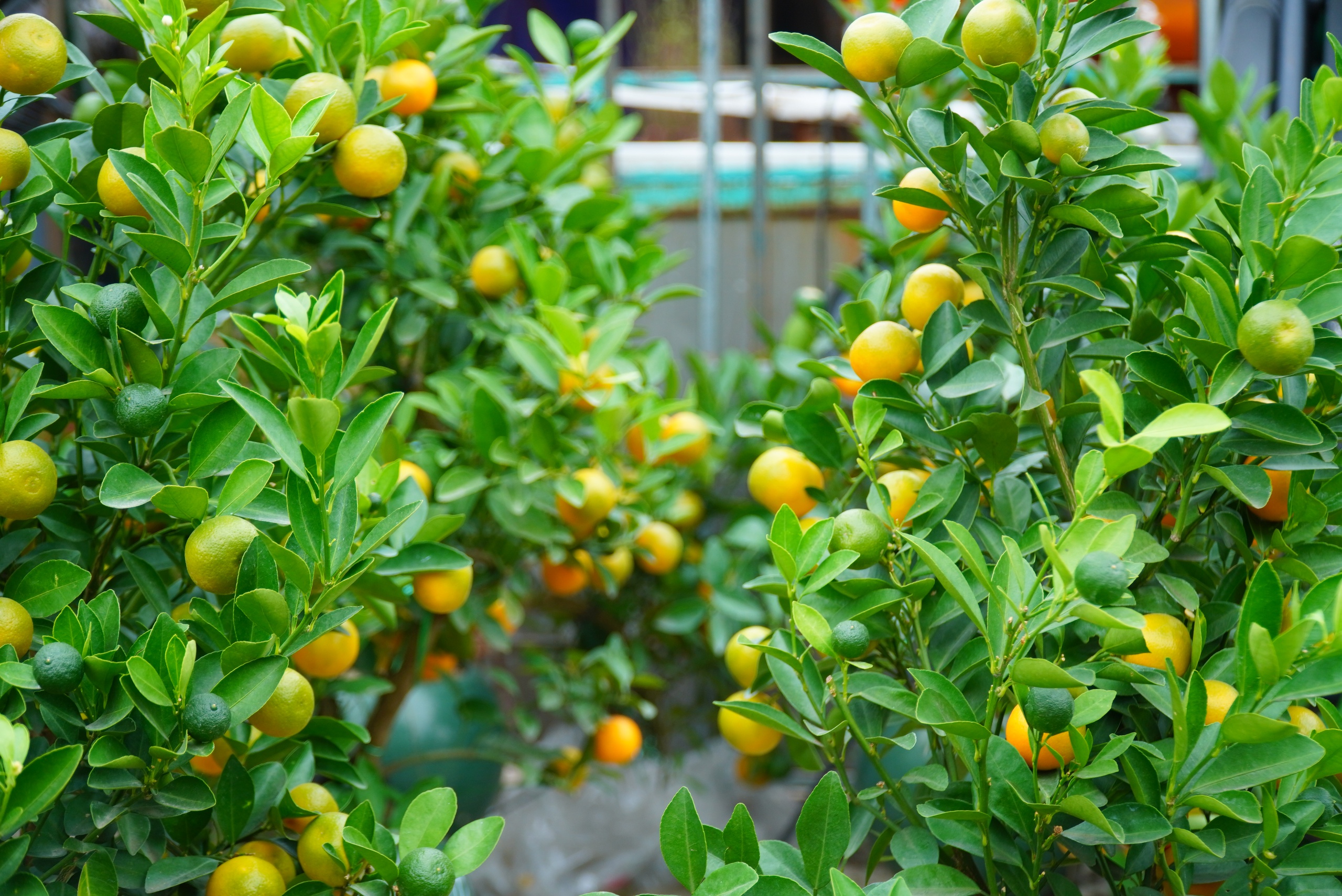 Đ&agrave;o khoe sắc, quất ph&ocirc; d&aacute;ng h&uacute;t kh&aacute;ch mua về chơi Tết sớm- Ảnh 2.