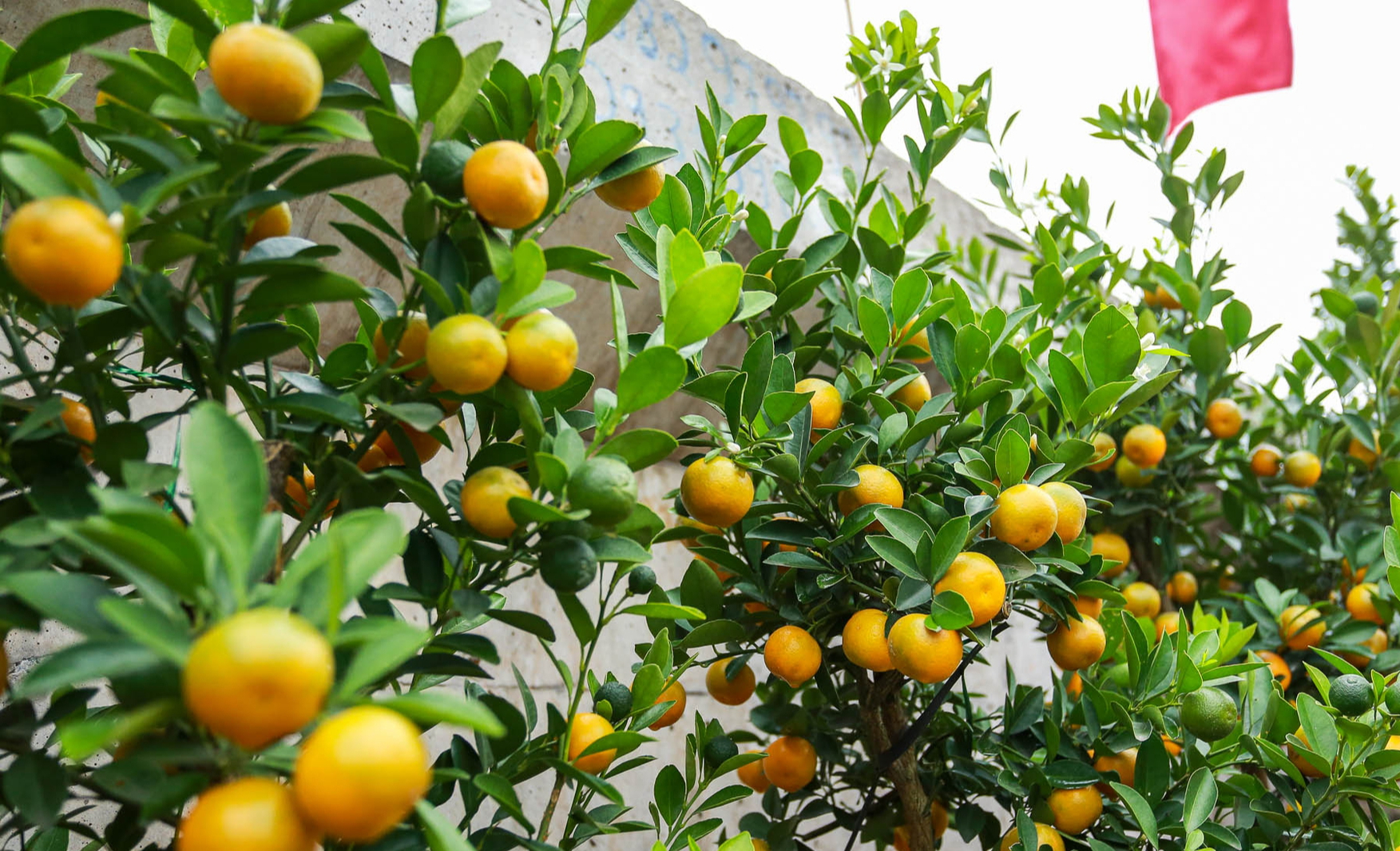 Đ&agrave;o khoe sắc, quất ph&ocirc; d&aacute;ng h&uacute;t kh&aacute;ch mua về chơi Tết sớm- Ảnh 14.