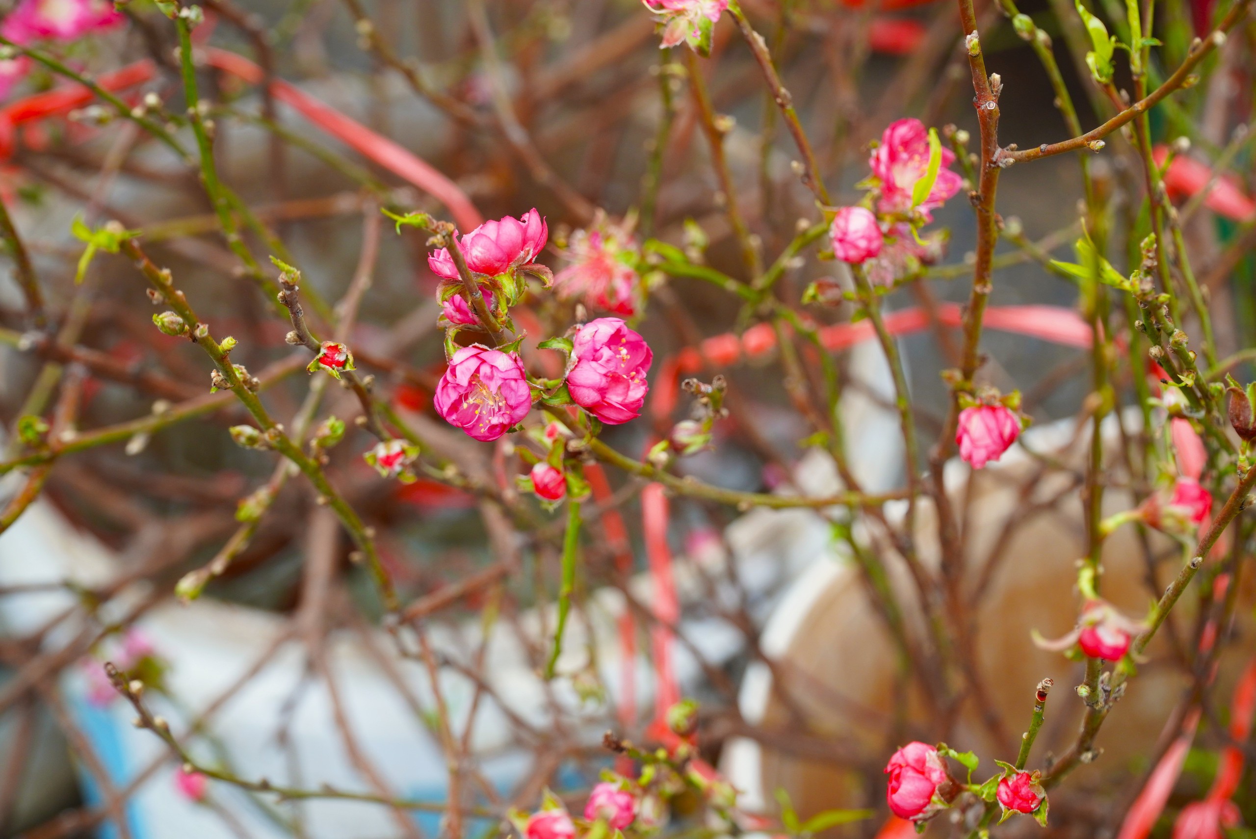 Đ&agrave;o khoe sắc, quất ph&ocirc; d&aacute;ng h&uacute;t kh&aacute;ch mua về chơi Tết sớm- Ảnh 3.