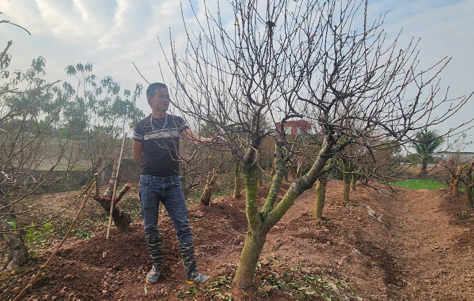 Vựa đ&agrave;o Th&aacute;i B&igrave;nh tất bật v&agrave;o vụ Tết, thương l&aacute;i đặt cả vườn- Ảnh 4.
