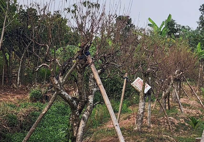 Vựa đ&agrave;o Th&aacute;i B&igrave;nh tất bật v&agrave;o vụ Tết, thương l&aacute;i đặt cả vườn- Ảnh 3.