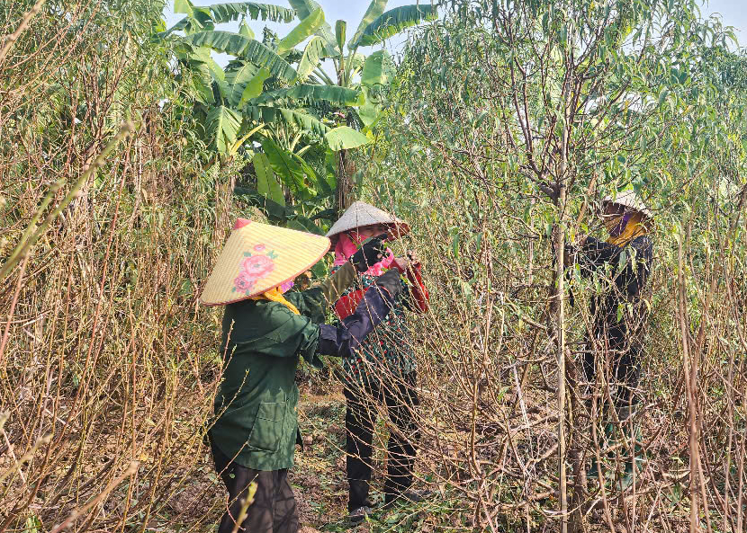 Vựa đ&agrave;o Th&aacute;i B&igrave;nh tất bật v&agrave;o vụ Tết, thương l&aacute;i đặt cả vườn- Ảnh 1.