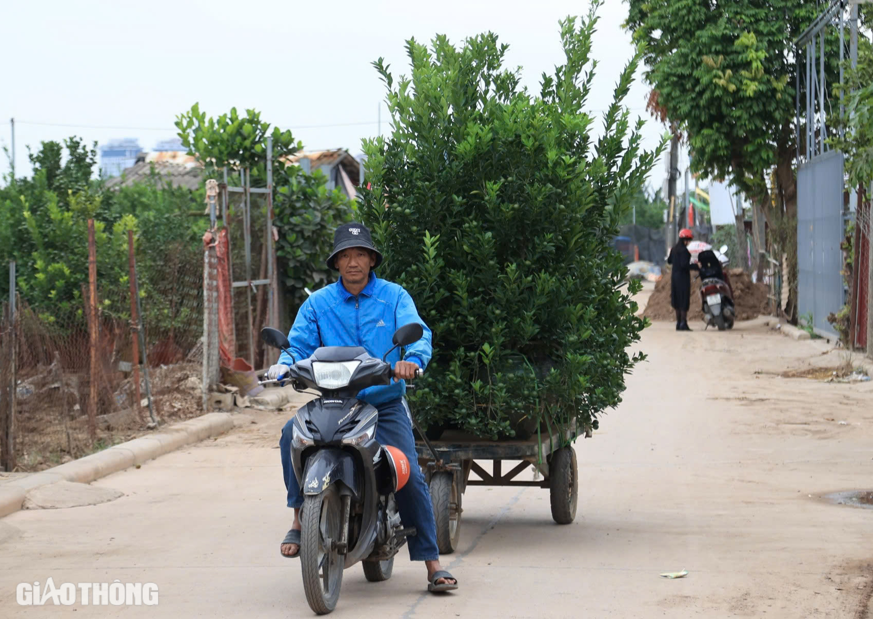 Mất mùa, quất Tứ Liên có thể tăng giá mạnh vào dịp Tết- Ảnh 5. Mất mùa, quất Tứ Liên có thể tăng giá mạnh vào dịp Tết- Ảnh 5.