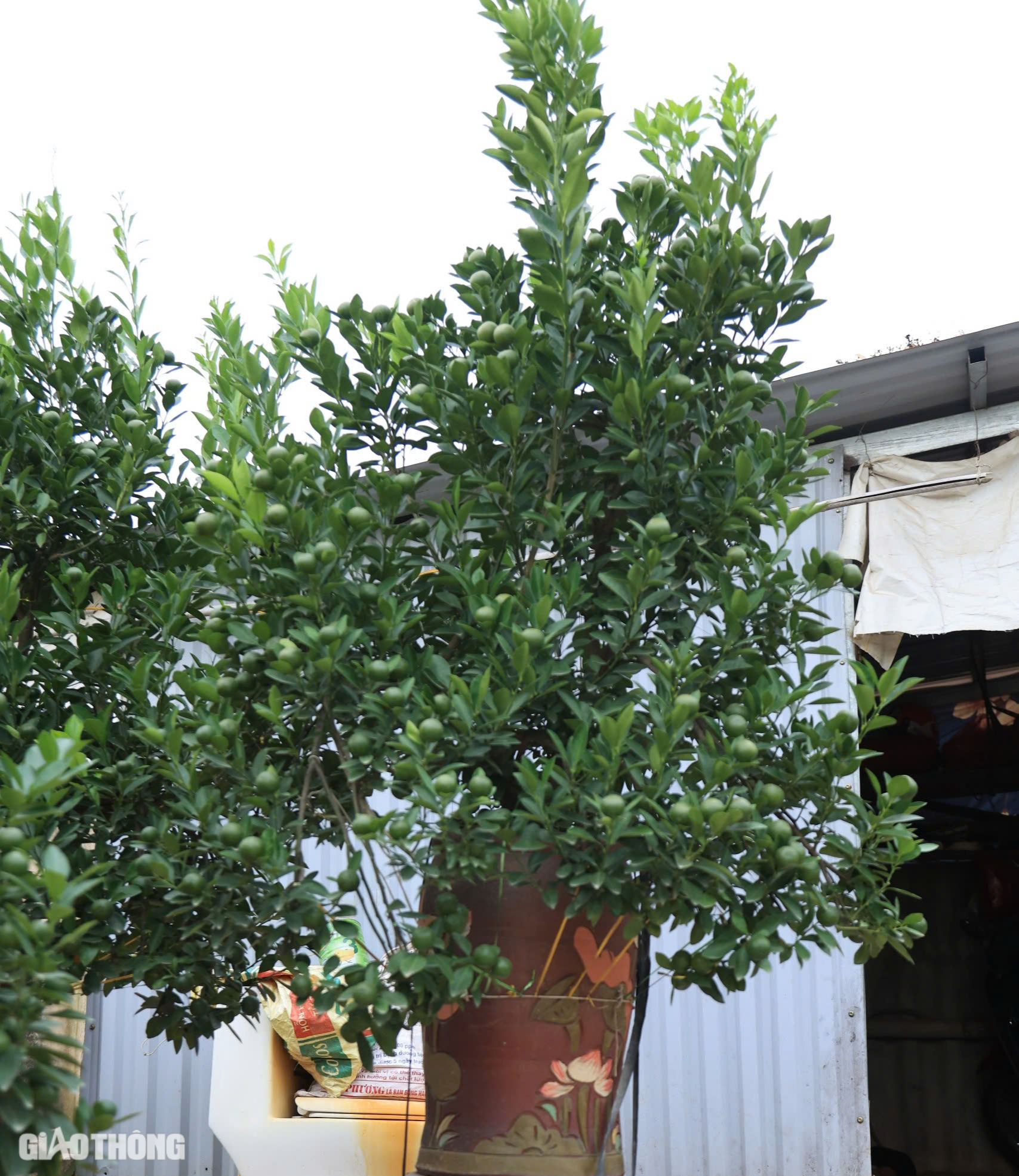 Mất mùa, quất Tứ Liên có thể tăng giá mạnh vào dịp Tết- Ảnh 8. Mất mùa, quất Tứ Liên có thể tăng giá mạnh vào dịp Tết- Ảnh 8.