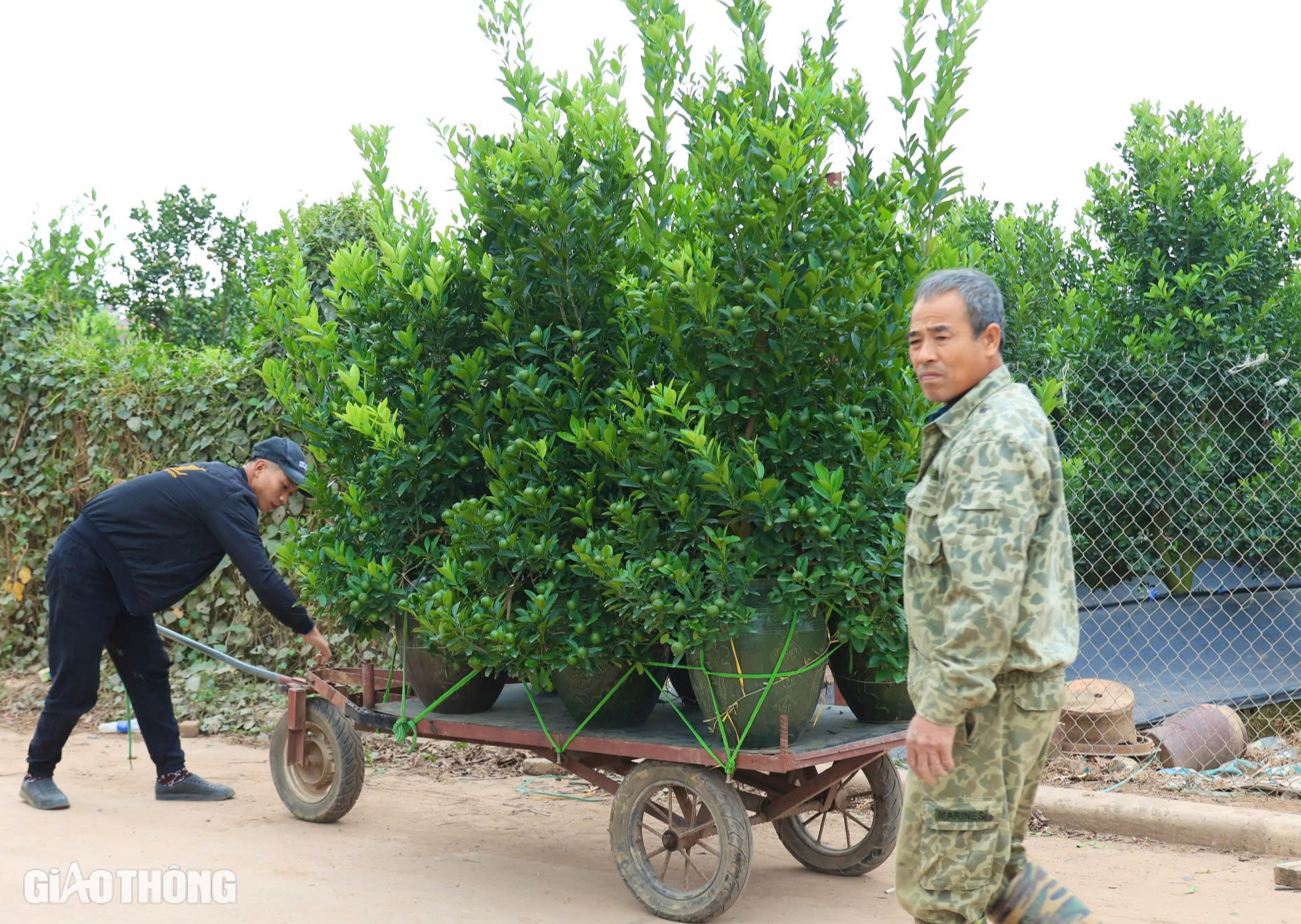 Mất mùa, quất Tứ Liên có thể tăng giá mạnh vào dịp Tết- Ảnh 3. Mất mùa, quất Tứ Liên có thể tăng giá mạnh vào dịp Tết- Ảnh 3.