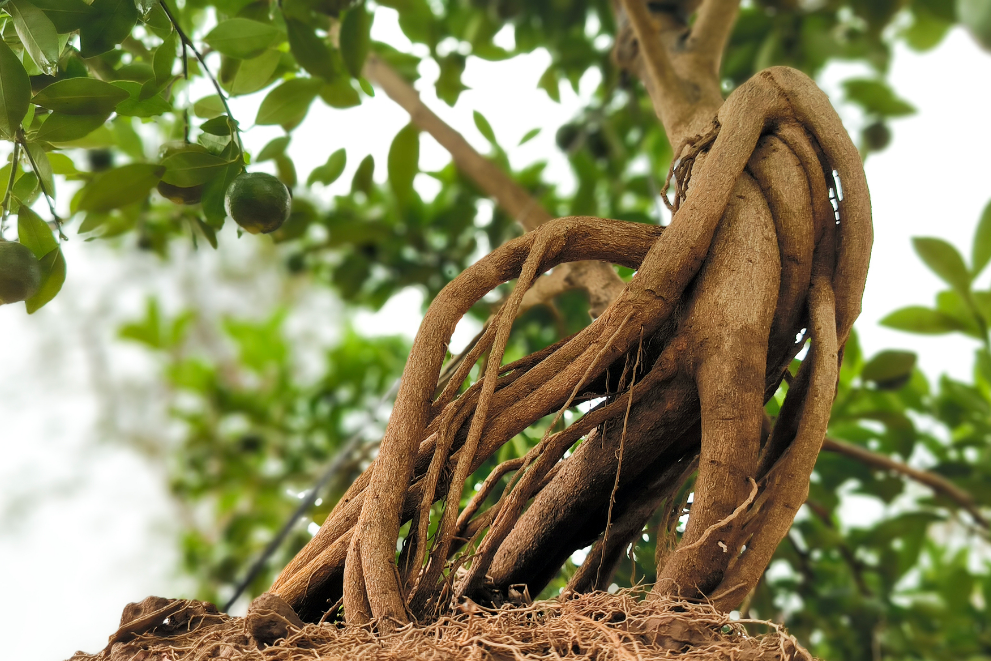 Mất mùa, quất Tứ Liên có thể tăng giá mạnh vào dịp Tết- Ảnh 7. Mất mùa, quất Tứ Liên có thể tăng giá mạnh vào dịp Tết- Ảnh 7.