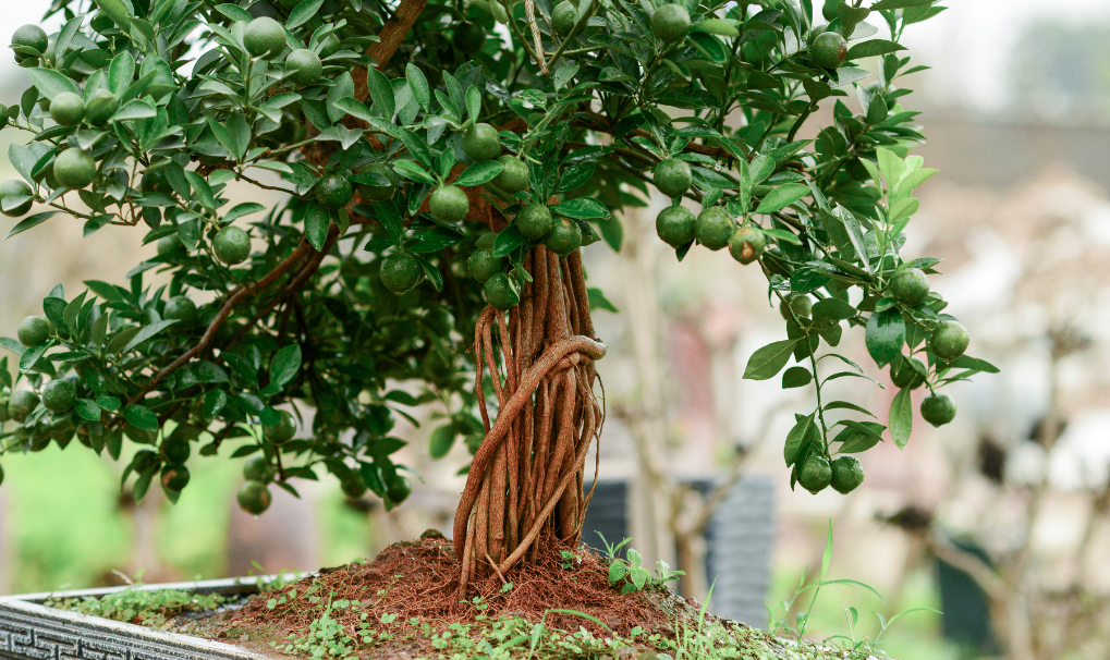 Mất mùa, quất Tứ Liên có thể tăng giá mạnh vào dịp Tết- Ảnh 6. Mất mùa, quất Tứ Liên có thể tăng giá mạnh vào dịp Tết- Ảnh 6.