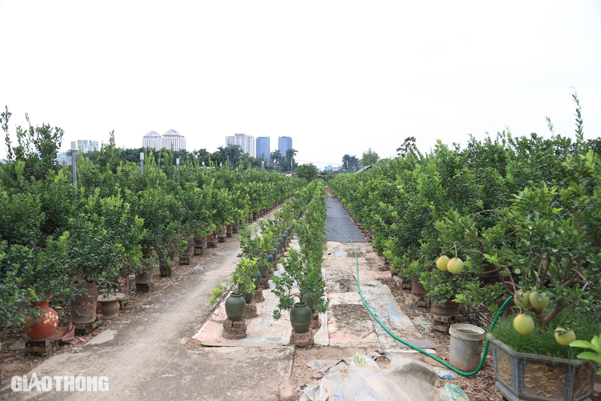 Mất mùa, quất Tứ Liên có thể tăng giá mạnh vào dịp Tết- Ảnh 9. Mất mùa, quất Tứ Liên có thể tăng giá mạnh vào dịp Tết- Ảnh 9.