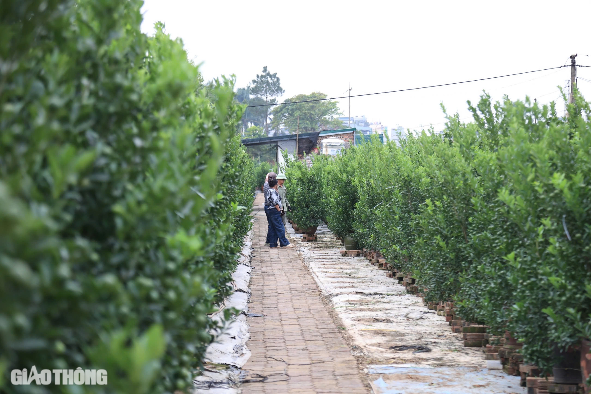 Mất mùa, quất Tứ Liên có thể tăng giá mạnh vào dịp Tết- Ảnh 1. Mất mùa, quất Tứ Liên có thể tăng giá mạnh vào dịp Tết- Ảnh 1.