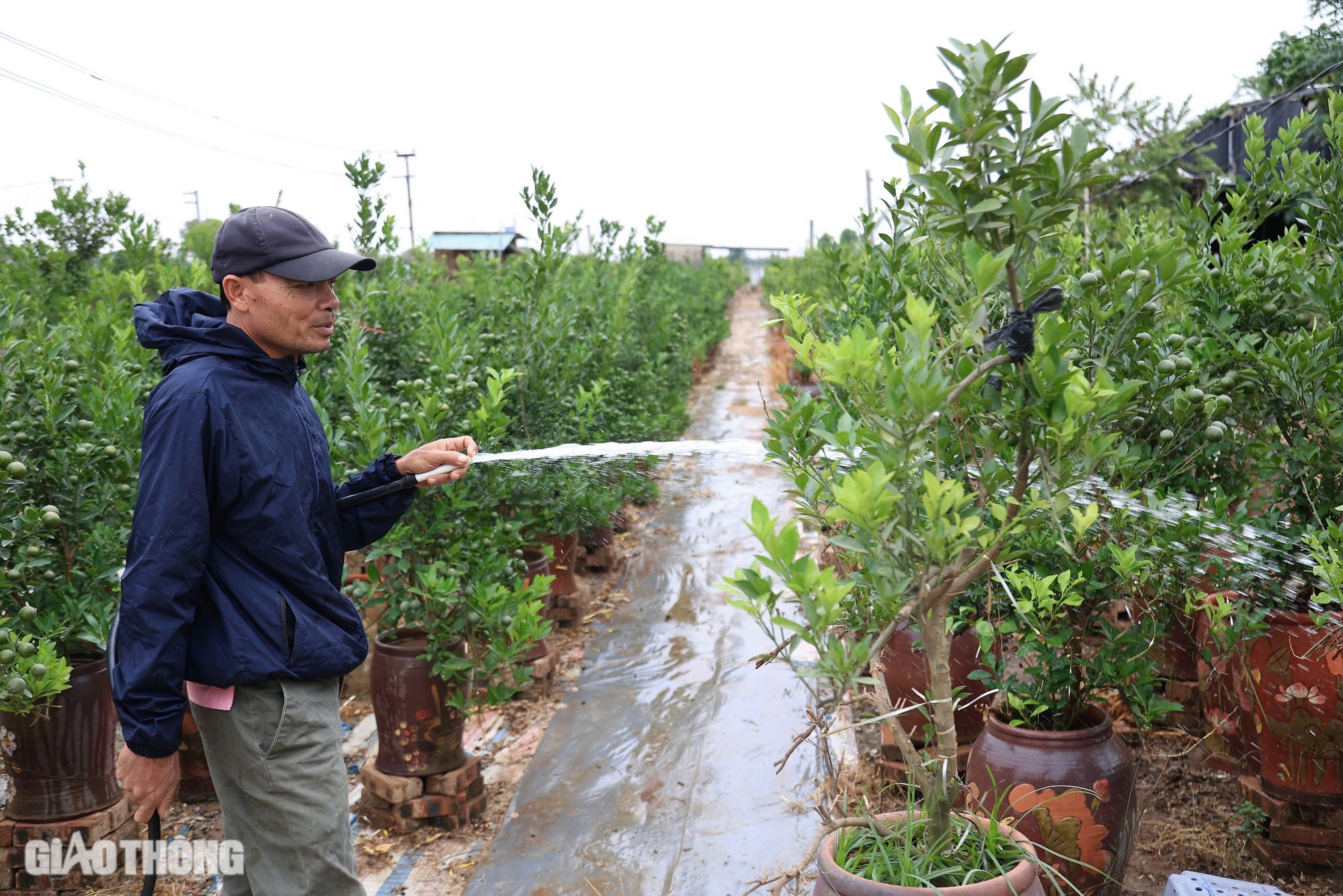 Mất mùa, quất Tứ Liên có thể tăng giá mạnh vào dịp Tết- Ảnh 2. Mất mùa, quất Tứ Liên có thể tăng giá mạnh vào dịp Tết- Ảnh 2.