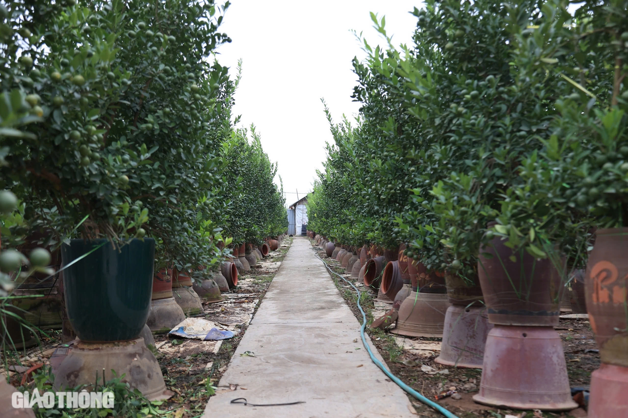 Mất mùa, quất Tứ Liên có thể tăng giá mạnh vào dịp Tết- Ảnh 4. Mất mùa, quất Tứ Liên có thể tăng giá mạnh vào dịp Tết- Ảnh 4.