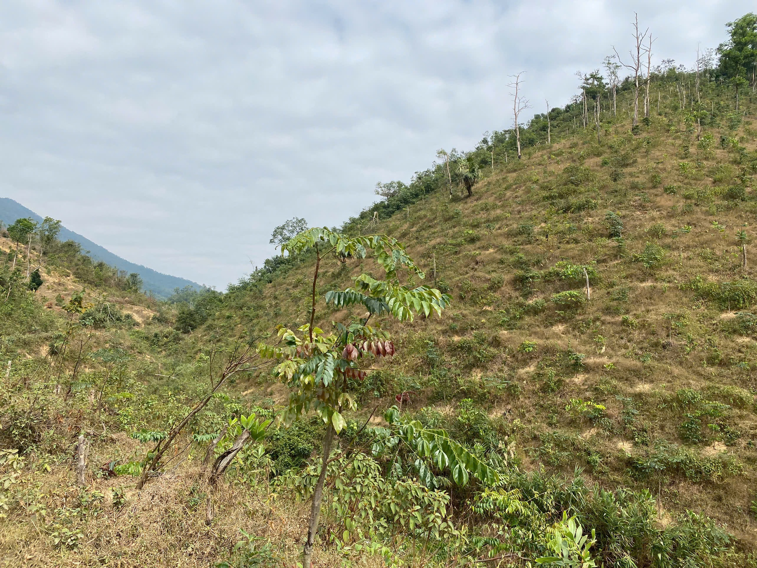 Bị tố lợi dụng b&atilde;o số 3 để "cạo trọc" rừng ph&ograve;ng hộ hồ Khe Giữa, doanh nghiệp n&oacute;i g&igrave;?- Ảnh 3.