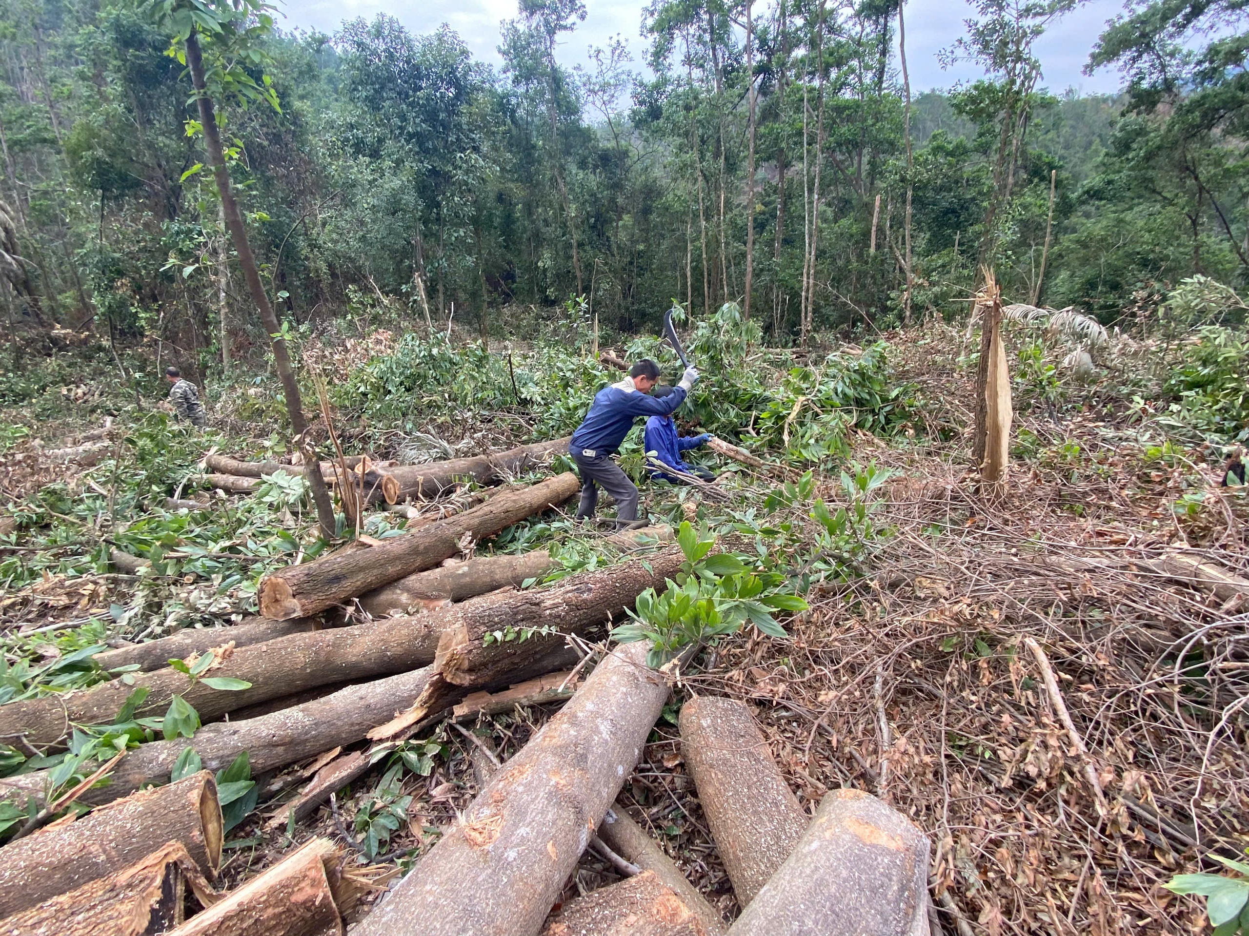 Bị tố lợi dụng b&atilde;o số 3 để "cạo trọc" rừng ph&ograve;ng hộ hồ Khe Giữa, doanh nghiệp n&oacute;i g&igrave;?- Ảnh 2.