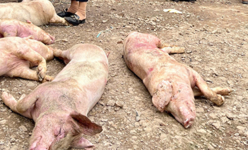 Ph&aacute;t hiện cơ sở giết mổ chứa hơn 7 tấn heo chết kh&ocirc;ng r&otilde; nguồn gốc- Ảnh 1.