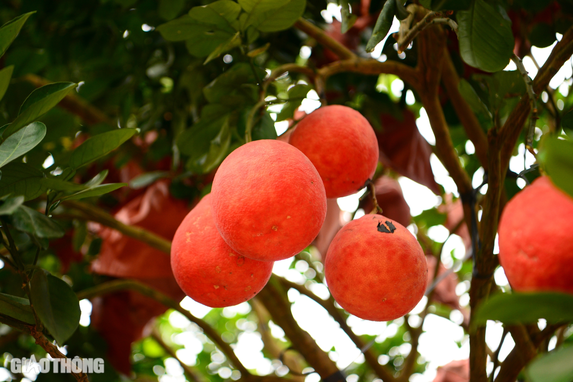 Nửa triệu đồng một quả bưởi đỏ &ldquo;tiến vua&rdquo;- Ảnh 7.