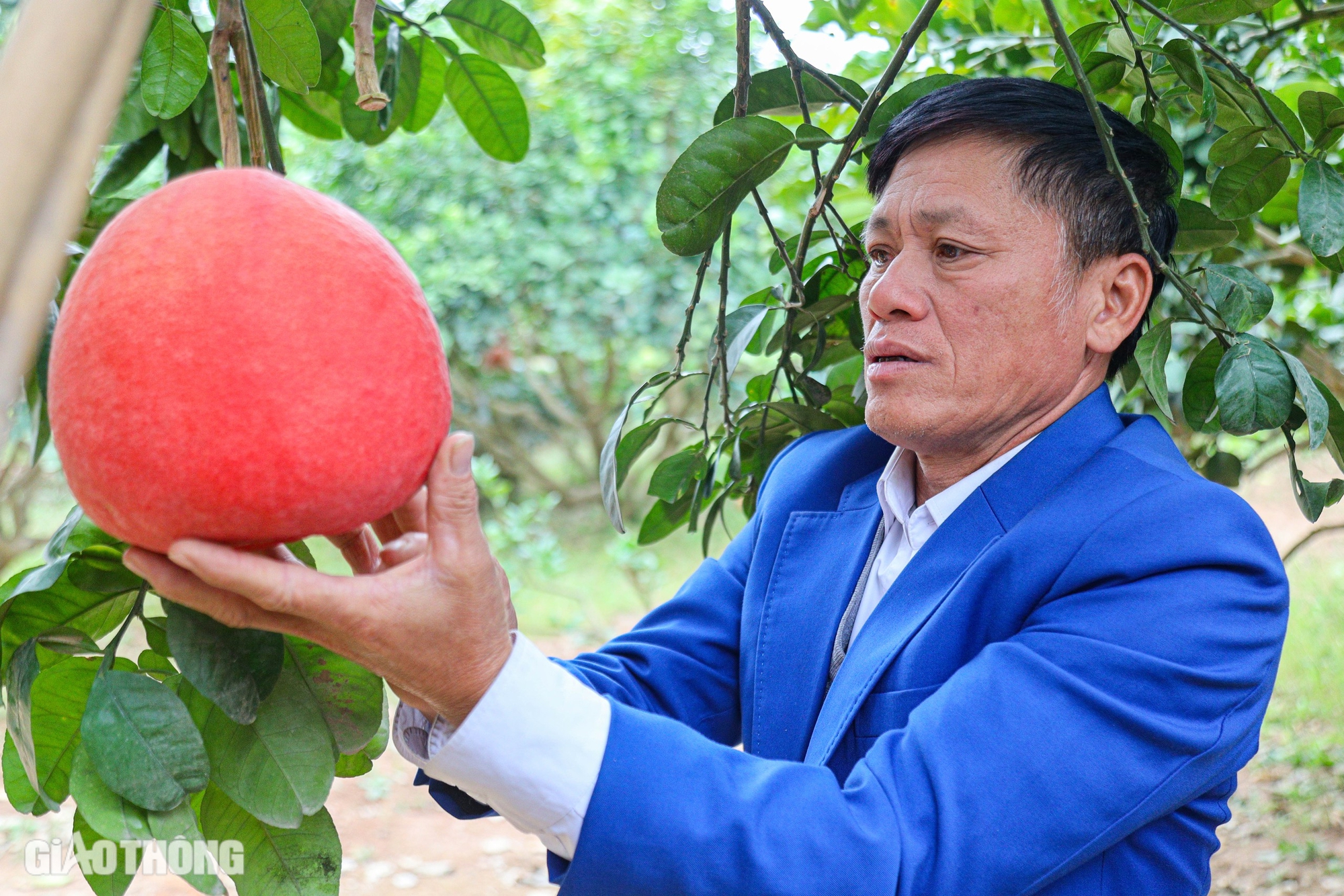 Nửa triệu đồng một quả bưởi đỏ &ldquo;tiến vua&rdquo;- Ảnh 3.