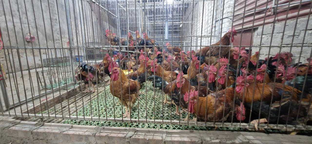 Chưa đến Tết, chợ g&agrave; lớn nhất Bắc Giang giao dịch xuy&ecirc;n đ&ecirc;m- Ảnh 9.