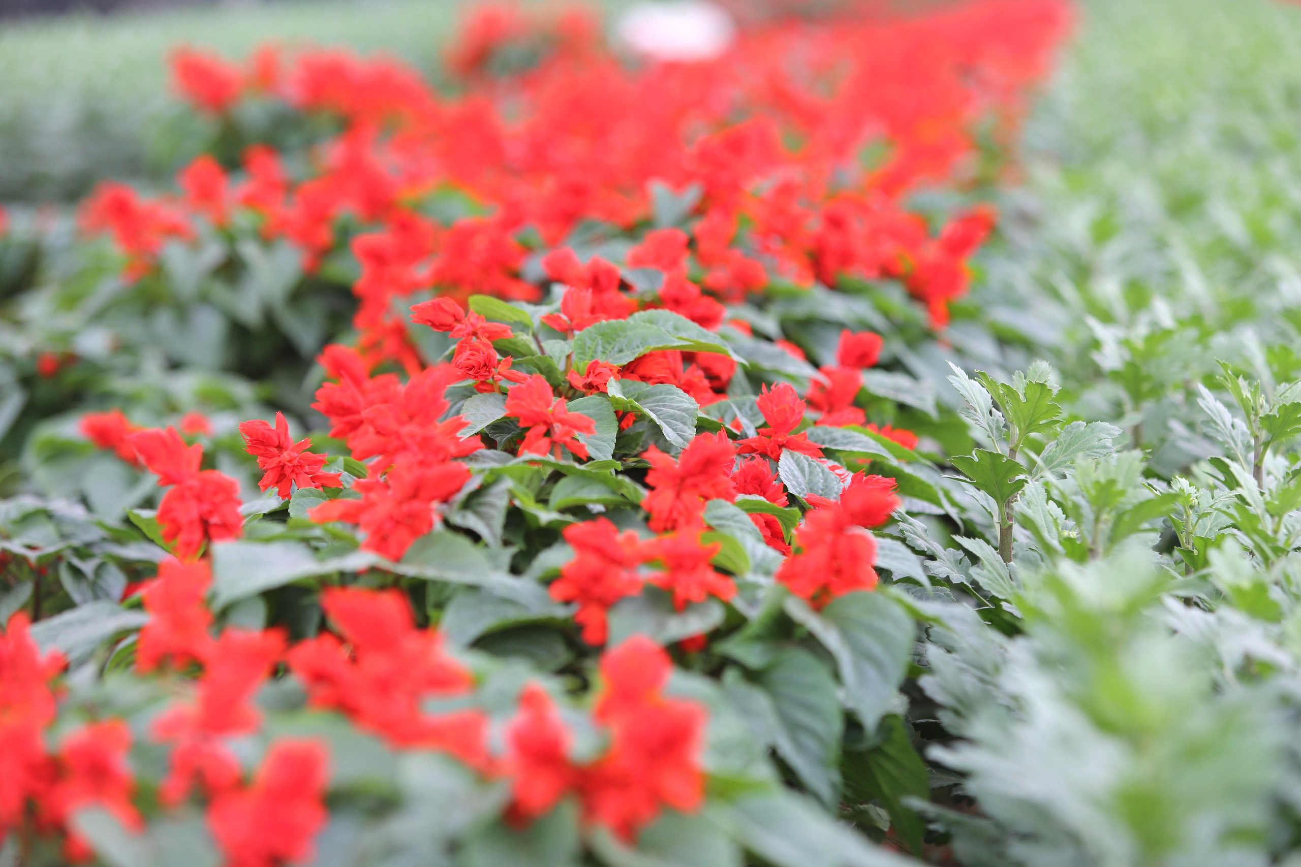 L&agrave;ng hoa lớn nhất Thanh H&oacute;a tất bật v&agrave;o vụ Tết- Ảnh 14.