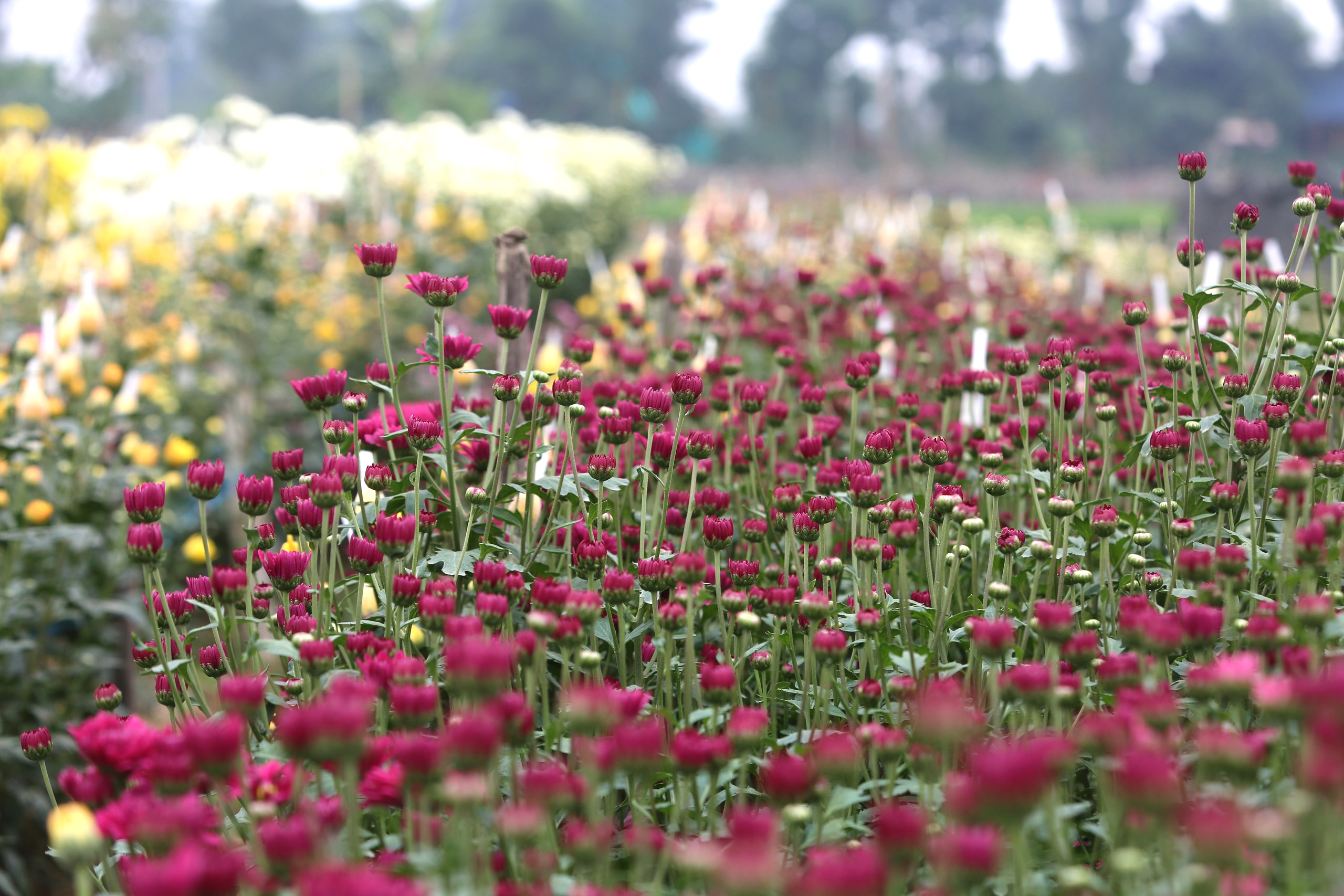 L&agrave;ng hoa lớn nhất Thanh H&oacute;a tất bật v&agrave;o vụ Tết- Ảnh 15.