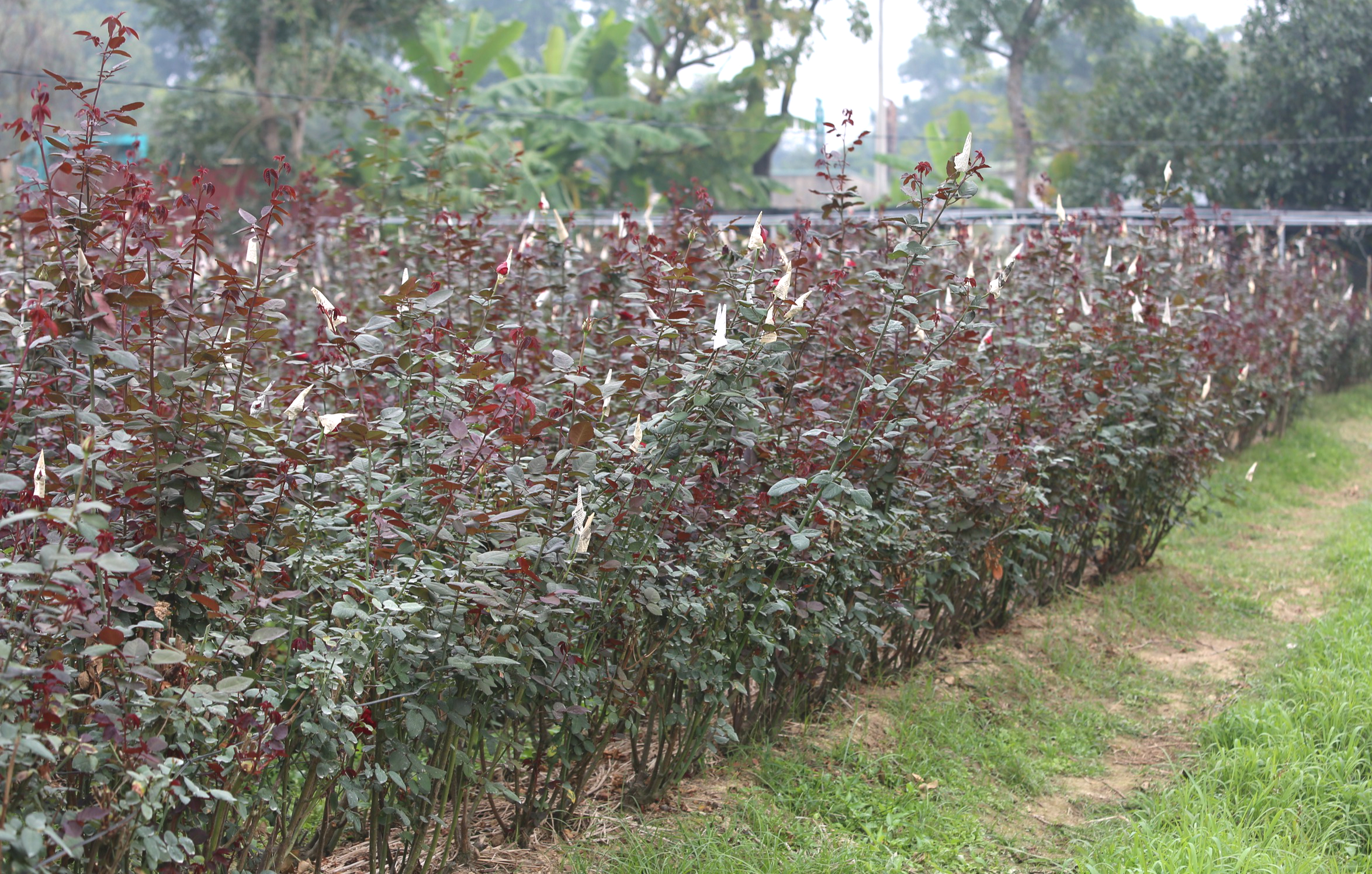 L&agrave;ng hoa lớn nhất Thanh H&oacute;a tất bật v&agrave;o vụ Tết- Ảnh 16.