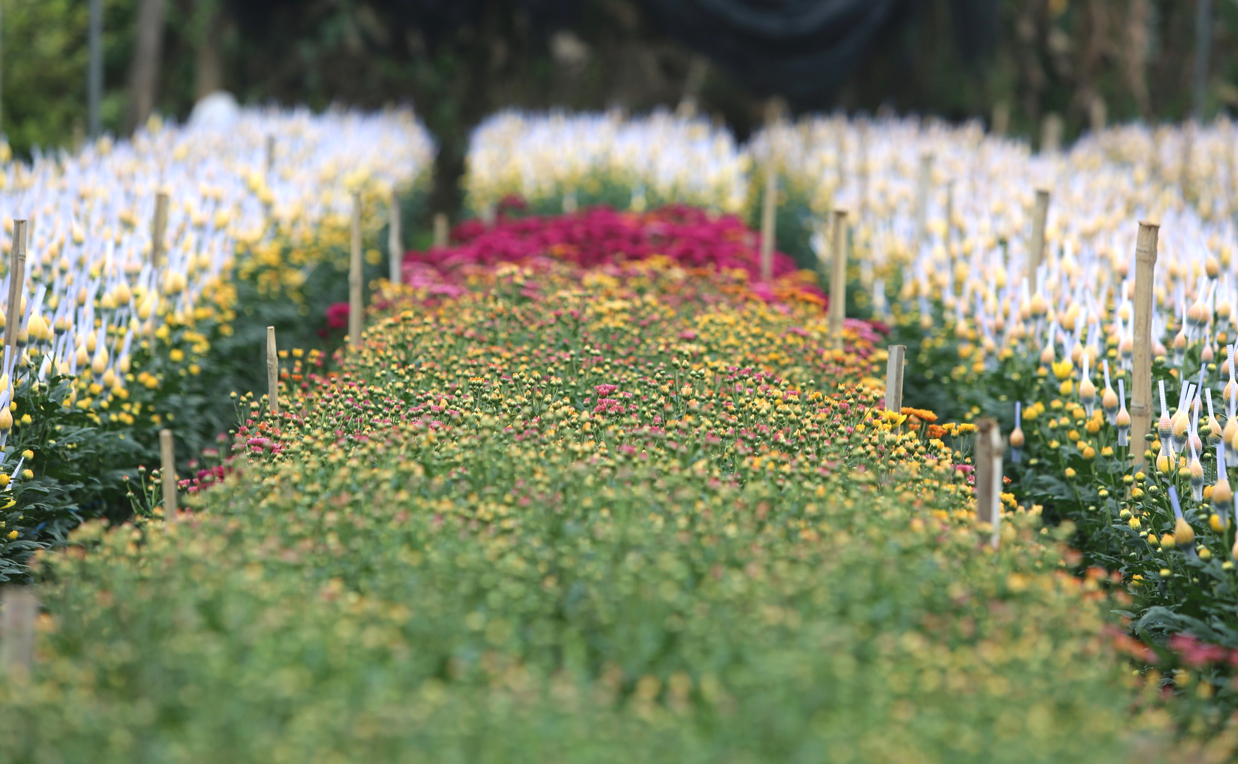 L&agrave;ng hoa lớn nhất Thanh H&oacute;a tất bật v&agrave;o vụ Tết- Ảnh 11.