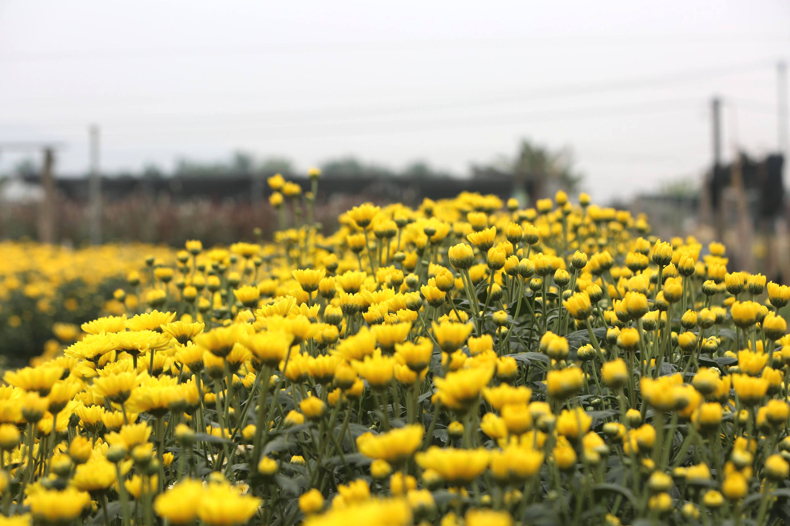 L&agrave;ng hoa lớn nhất Thanh H&oacute;a tất bật v&agrave;o vụ Tết- Ảnh 13.