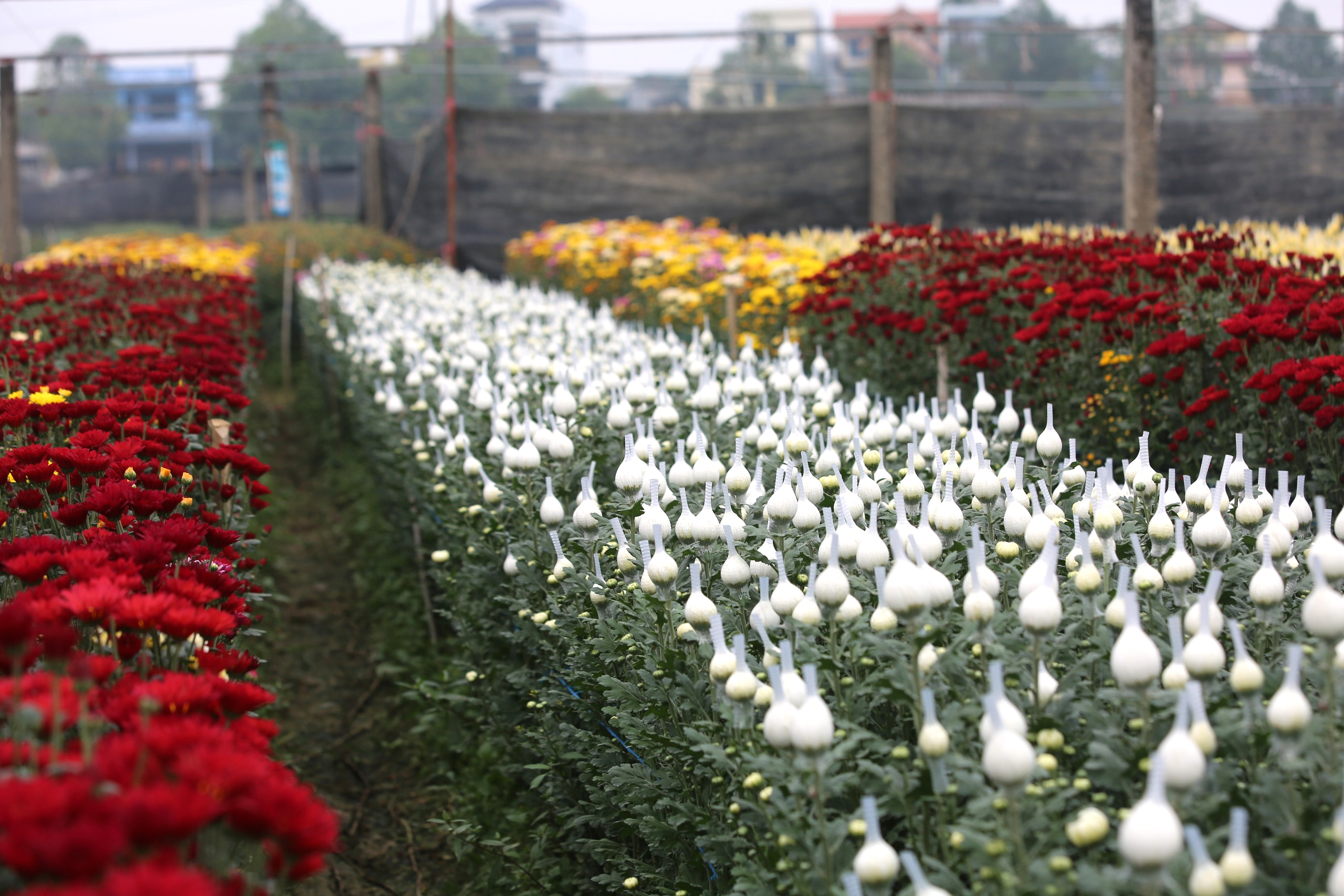 L&agrave;ng hoa lớn nhất Thanh H&oacute;a tất bật v&agrave;o vụ Tết- Ảnh 12.