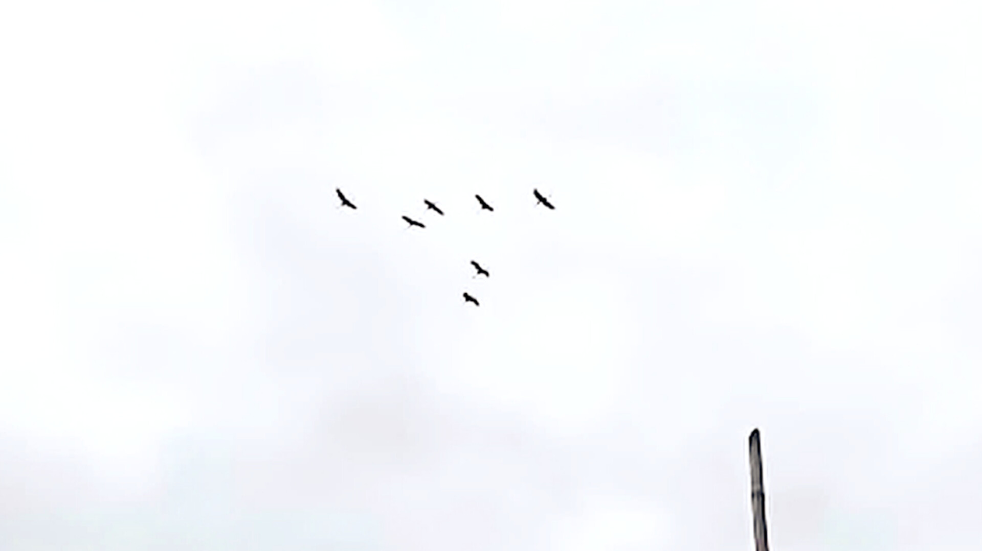 Đồng Th&aacute;p: Đ&agrave;n sếu đầu đỏ bất ngờ quay trở lại Vườn quốc gia Tr&agrave;m Chim- Ảnh 1.